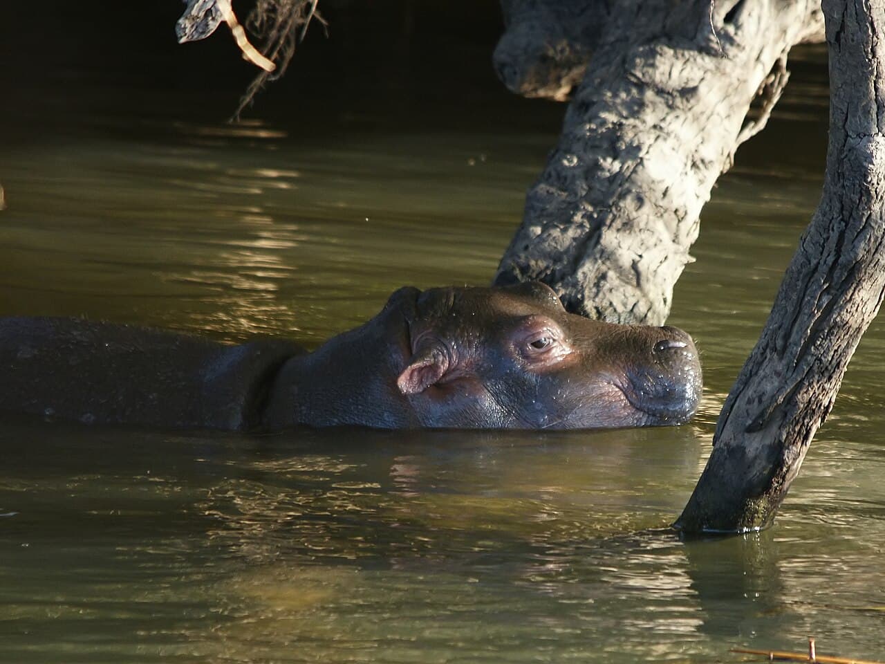 Hippopotamus