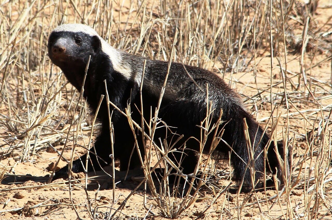 Cape Honey Badger walking across dry ground in Kgalagadi Transfrontier Park