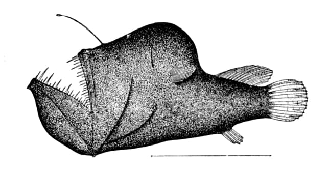 Scientific illustration of a female humpback anglerfish