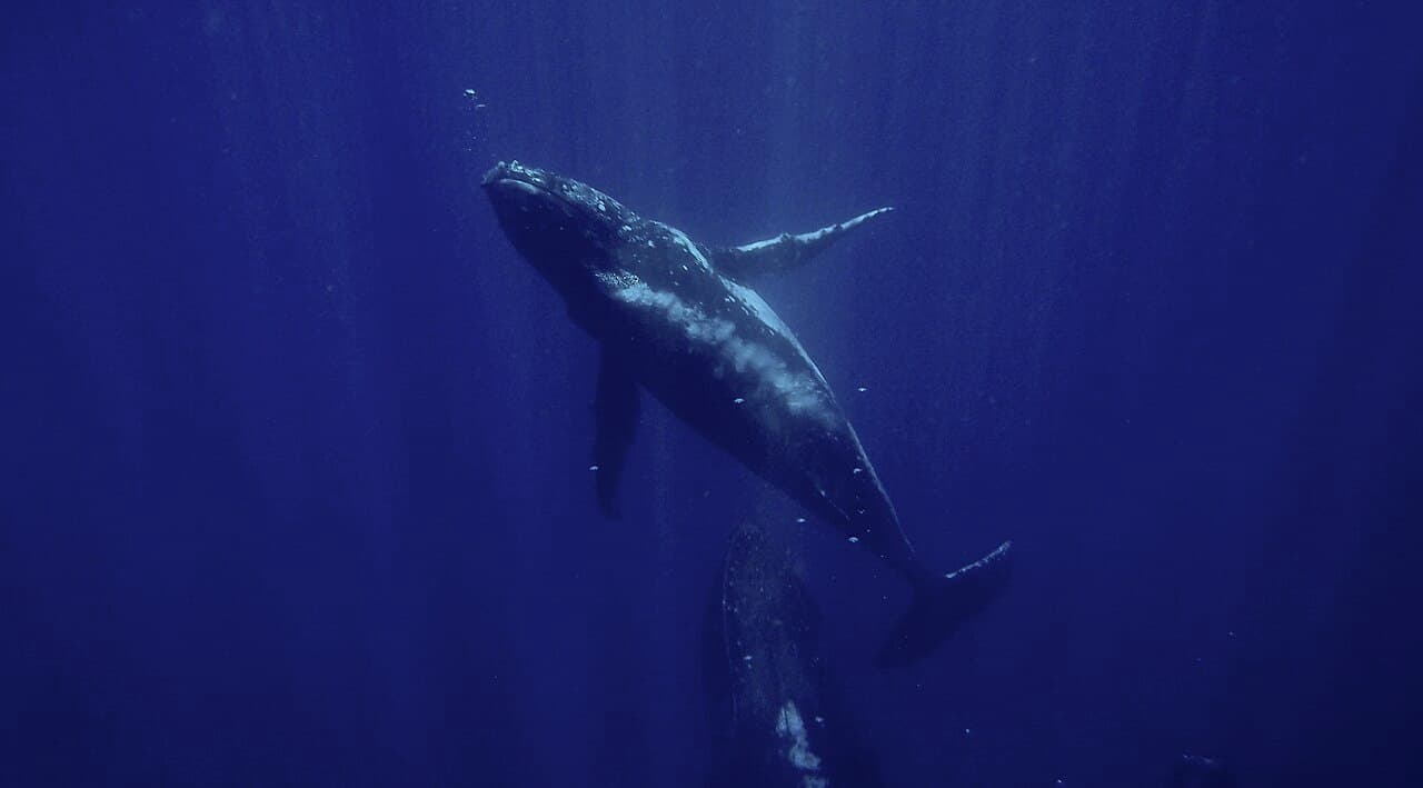 Humpback Whale