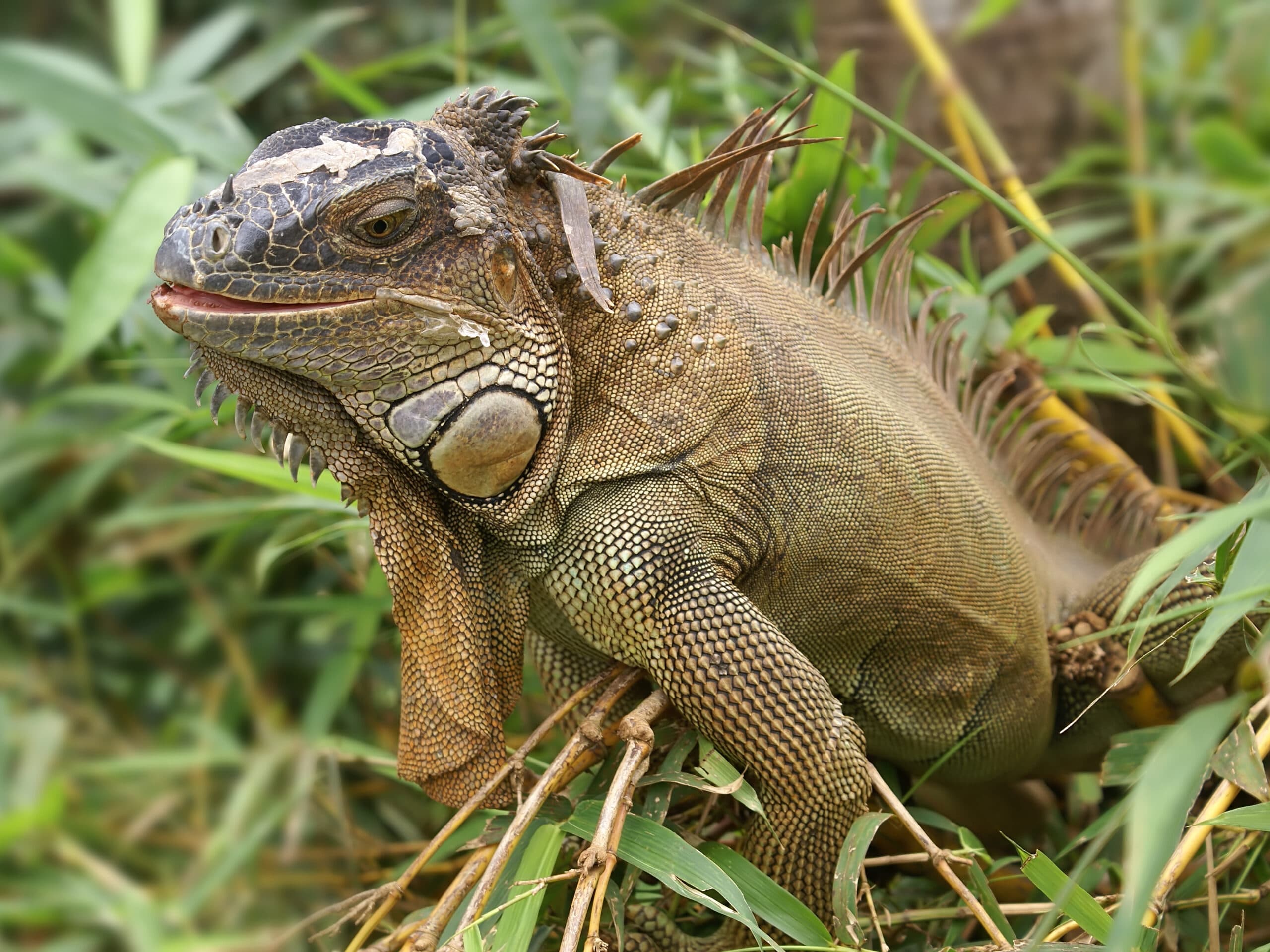 Iguana