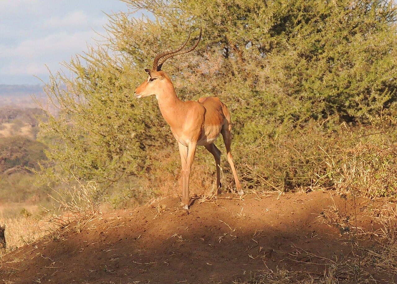Impala