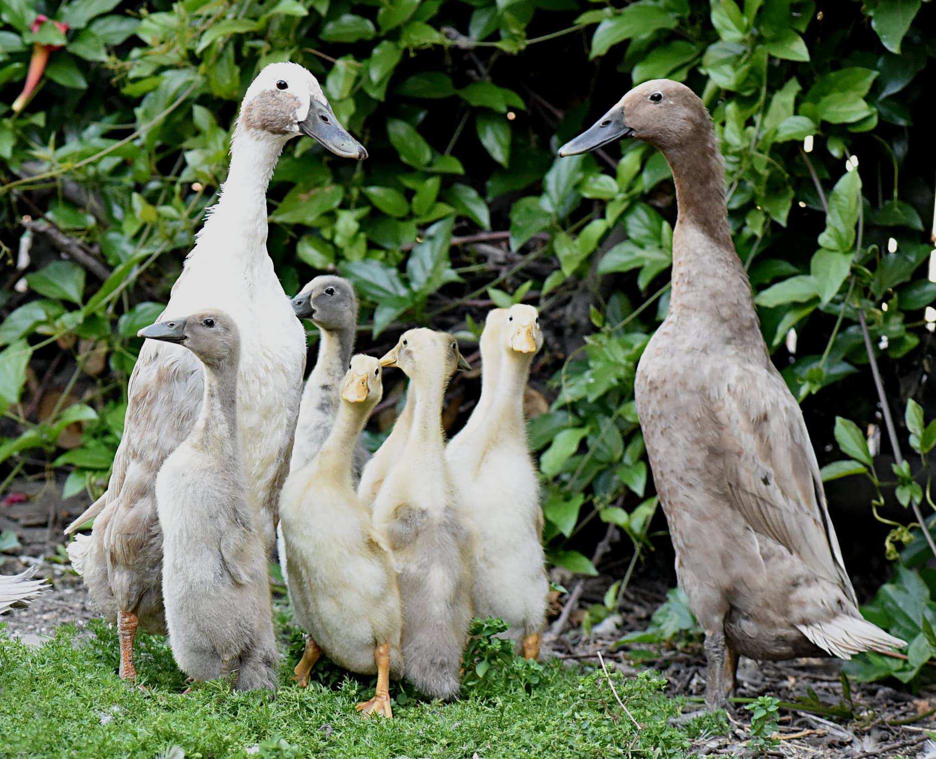Indian Runner Duck