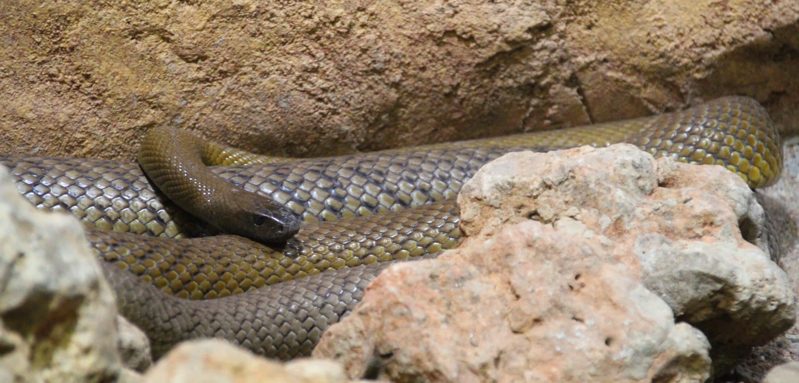 Inland Taipan