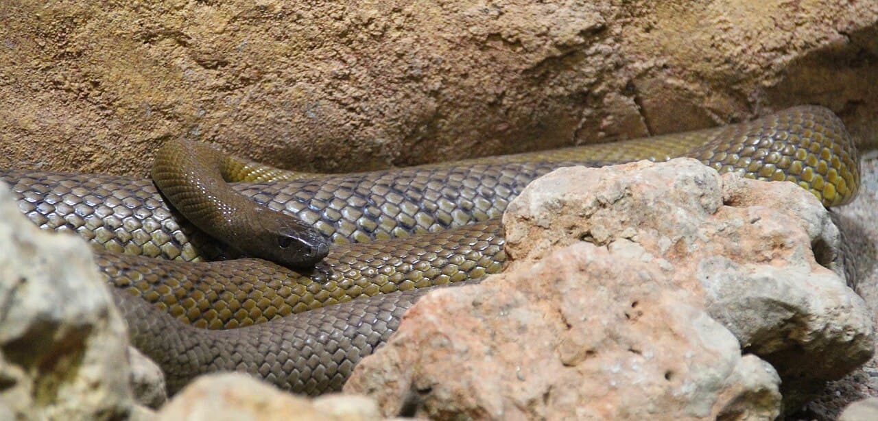 Inland Taipan