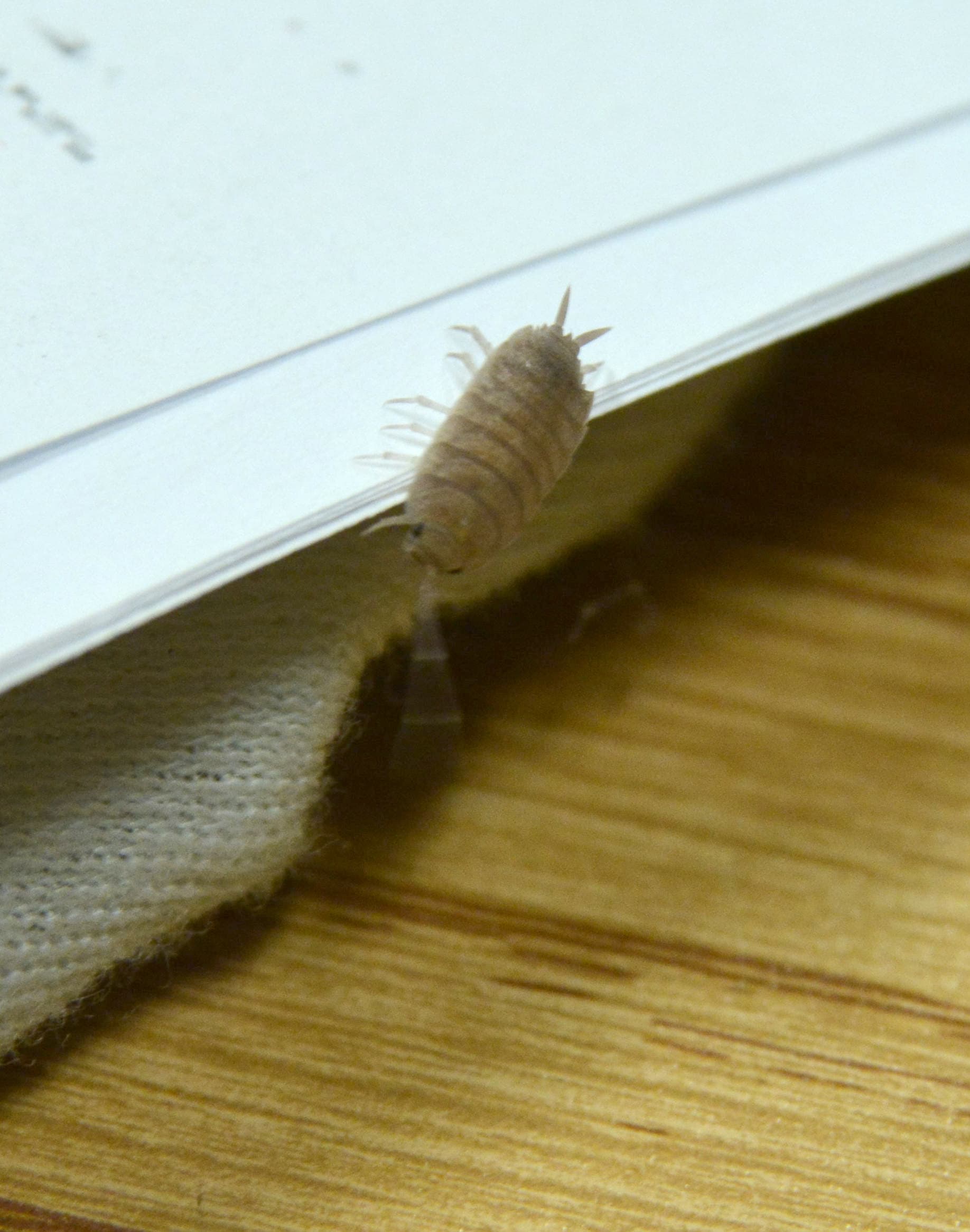 Isopod