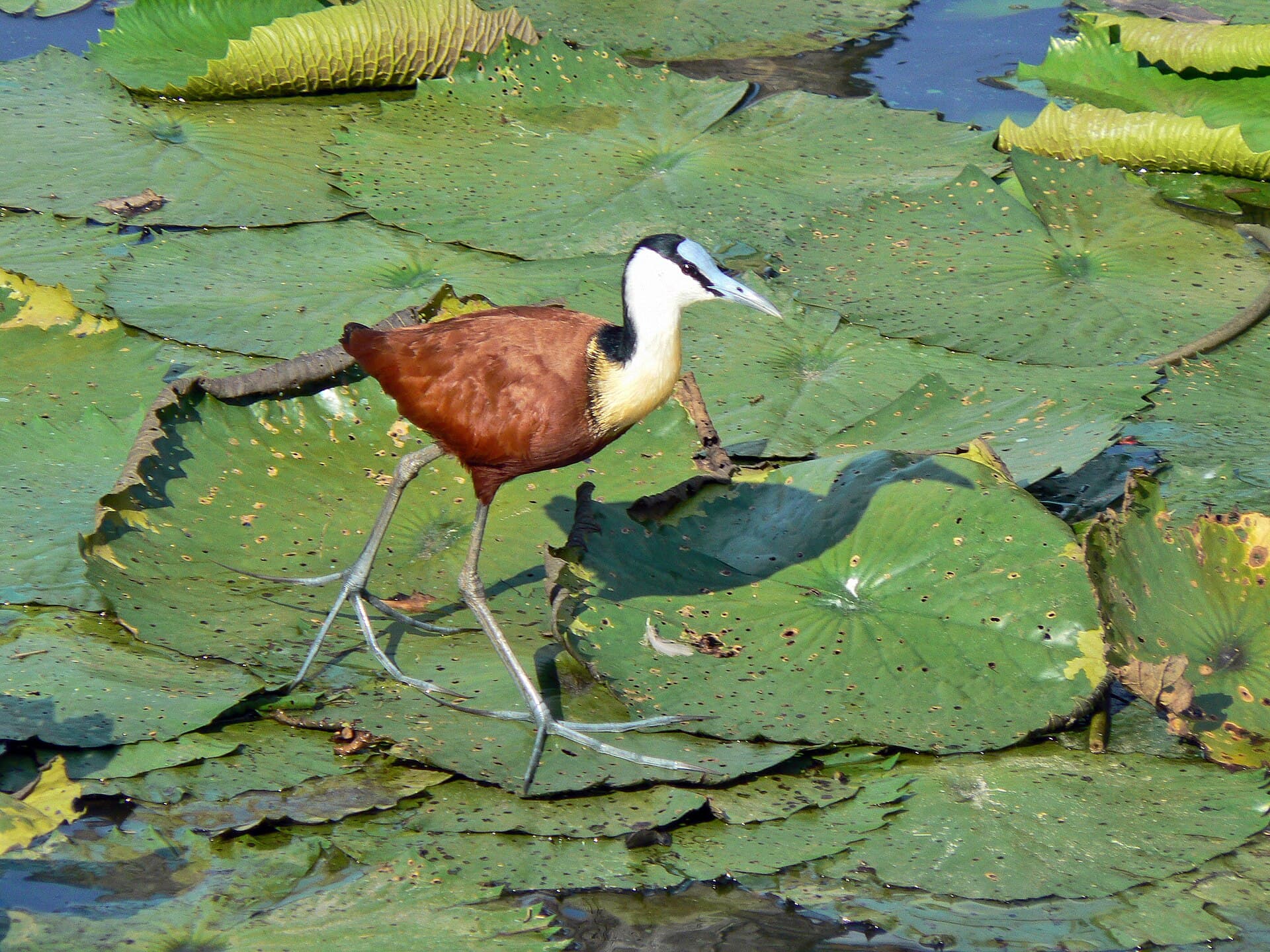 Jacana