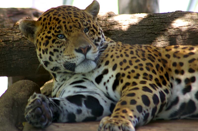Jaguar
