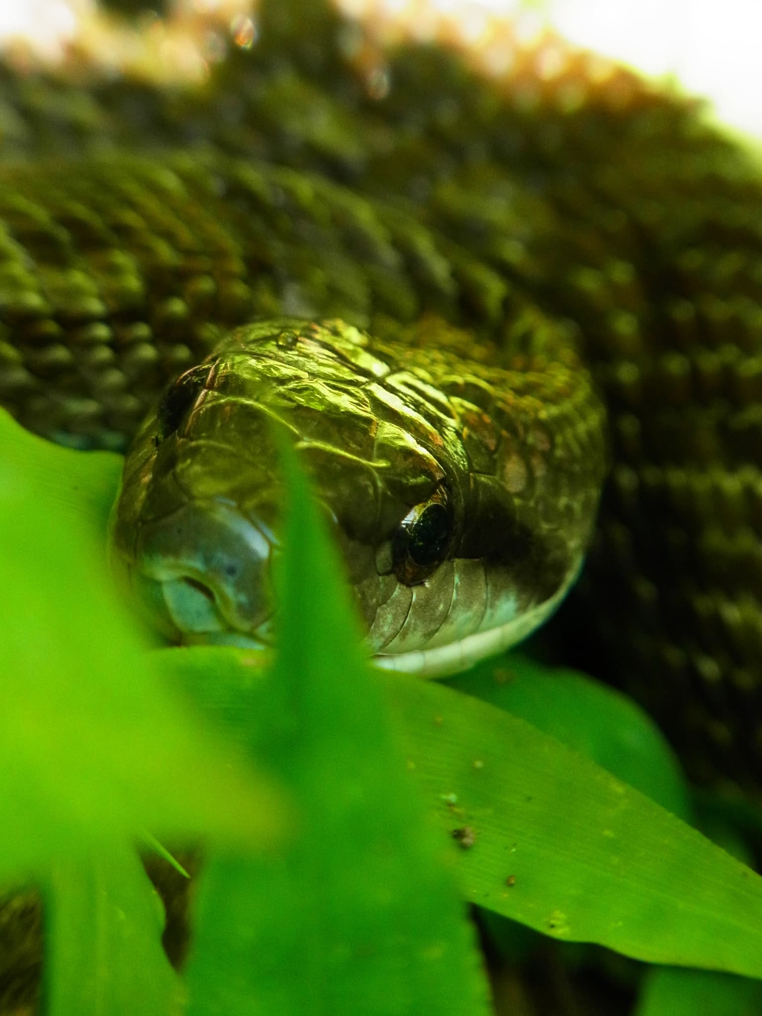 Japanese Rat Snake