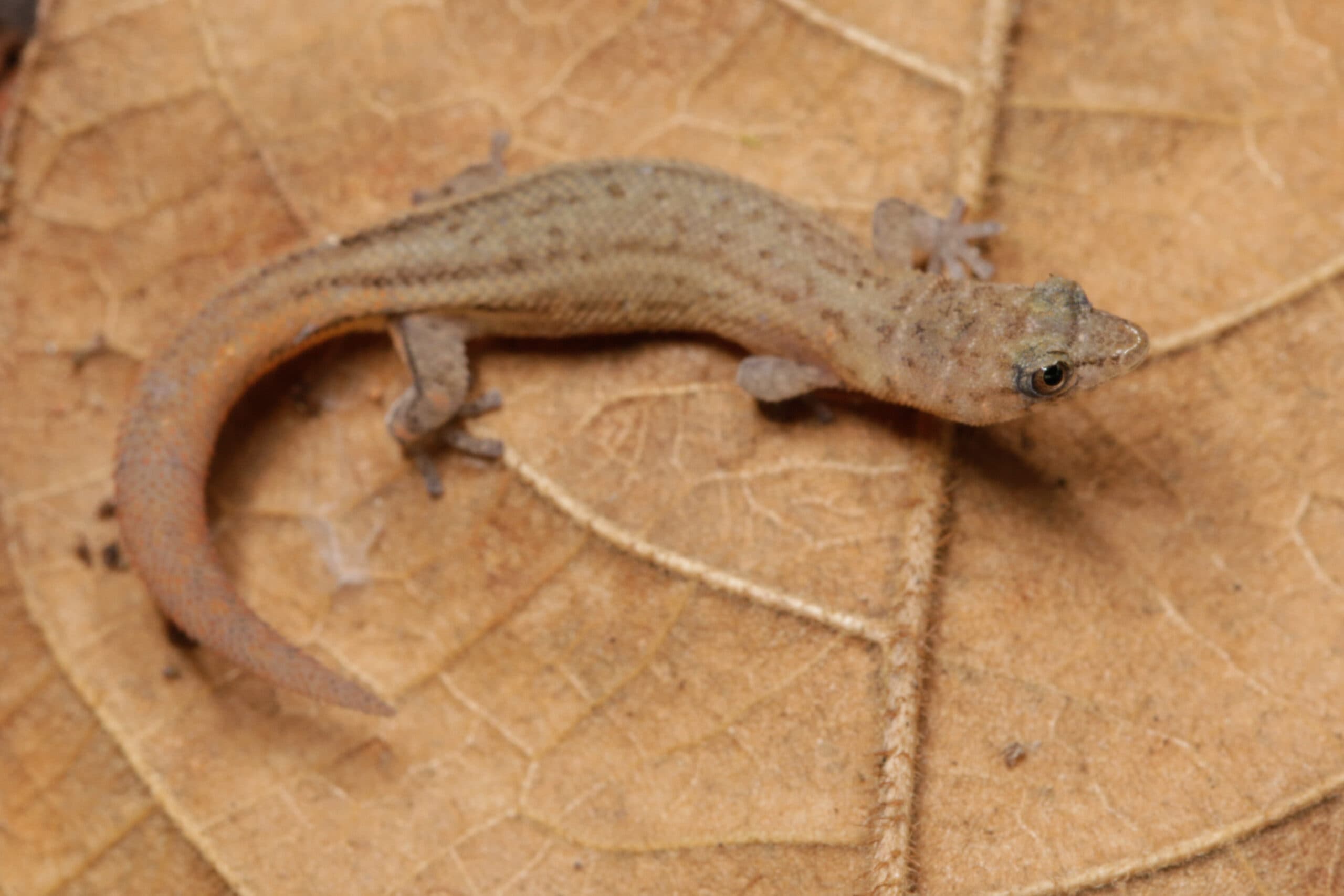 Jaragua Dwarf Gecko