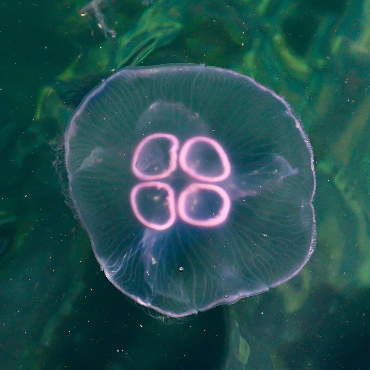 Jellyfish