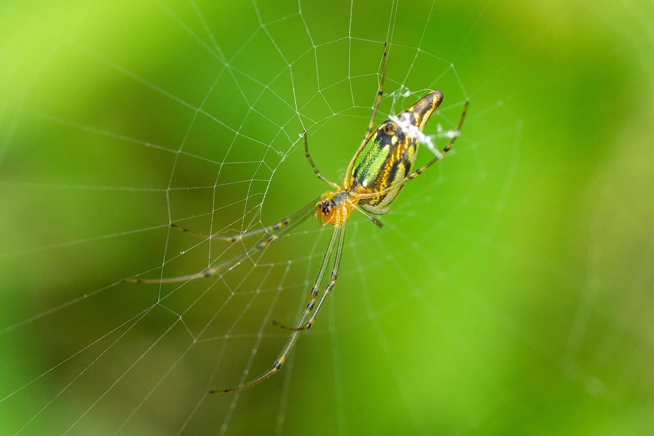 Joro Spider
