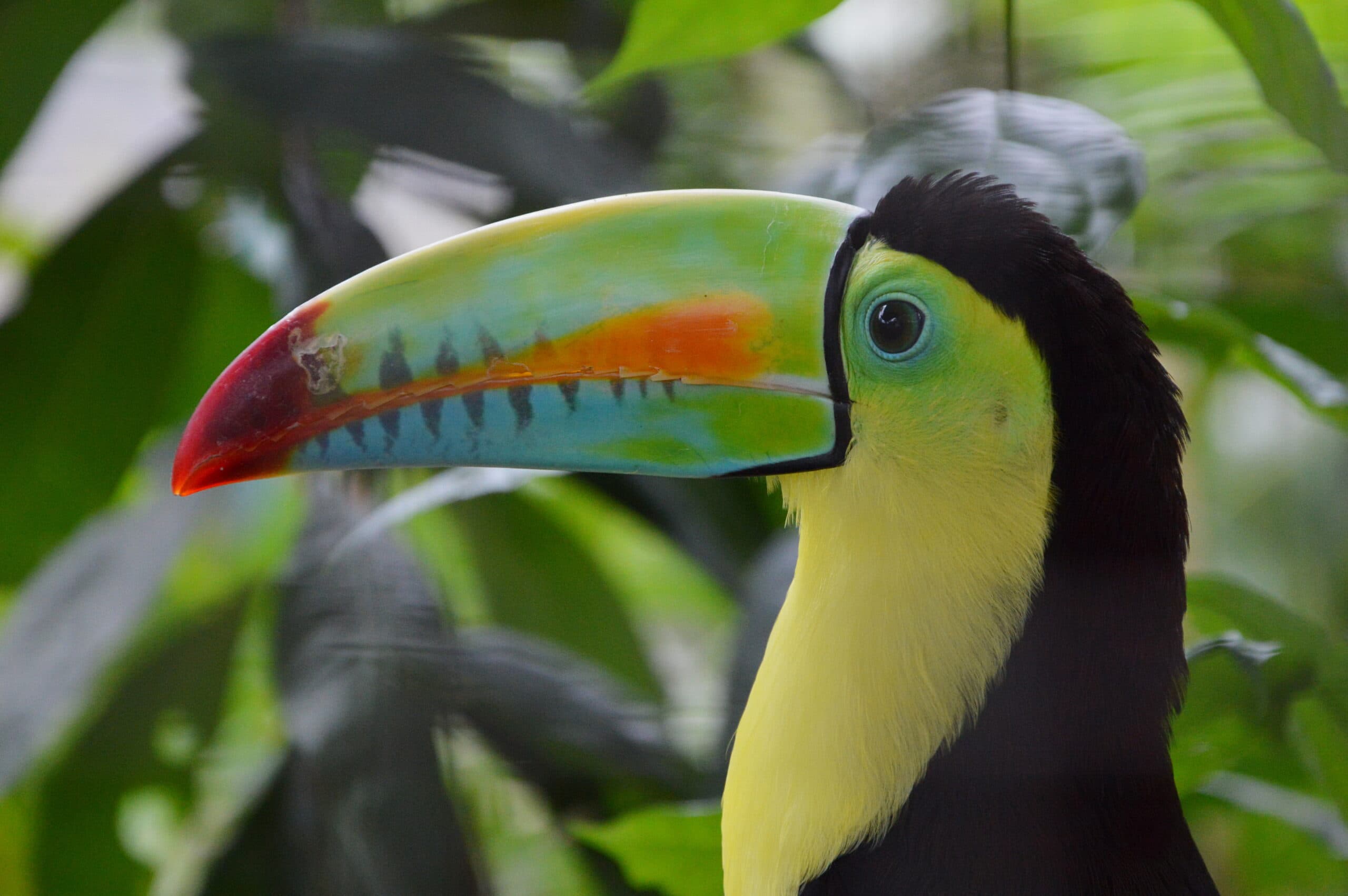 Keel-billed Toucan