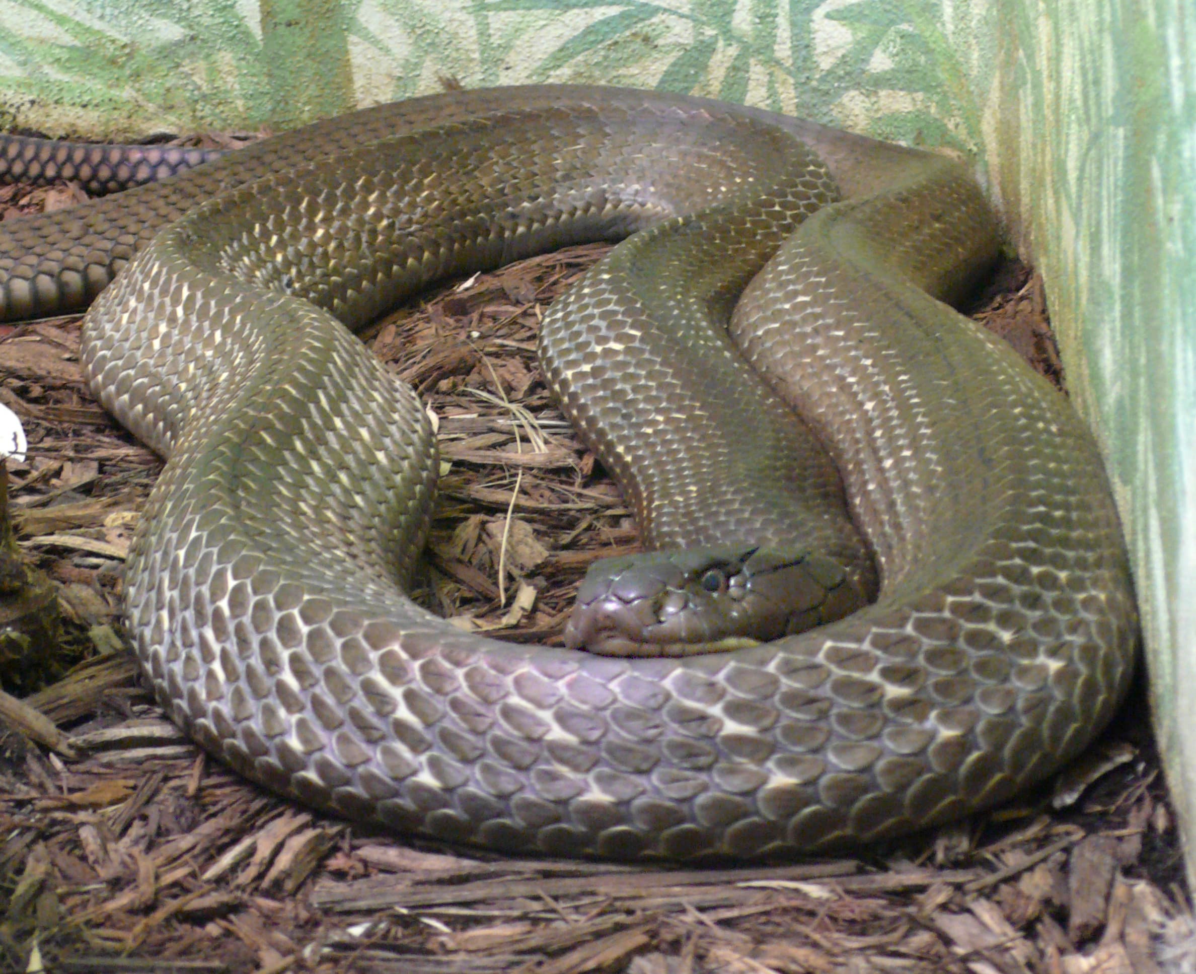 King Cobra
