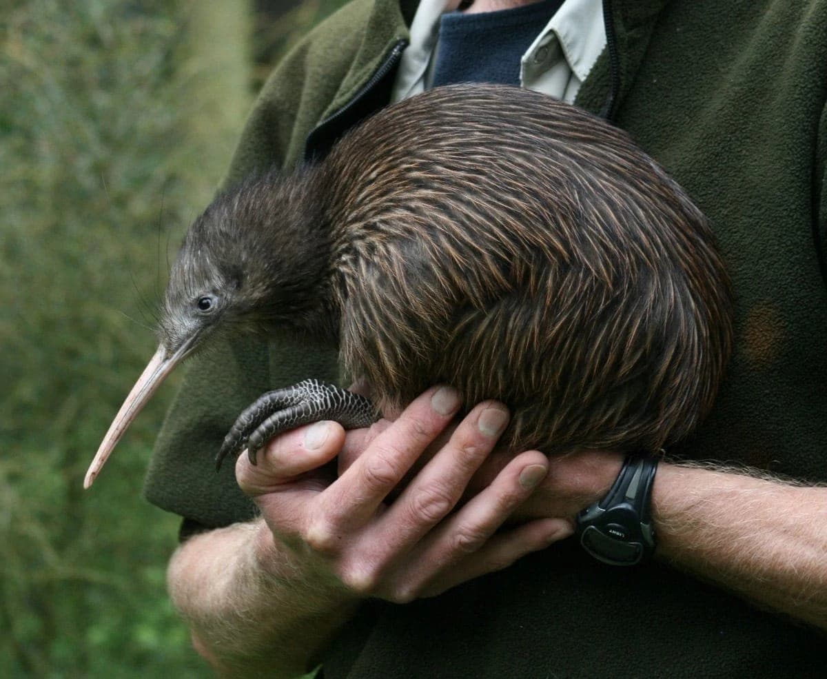 Kiwi Bird