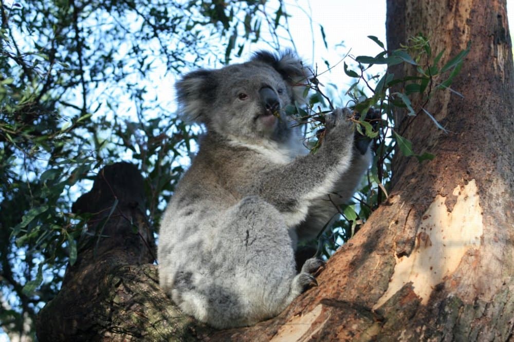 Koala