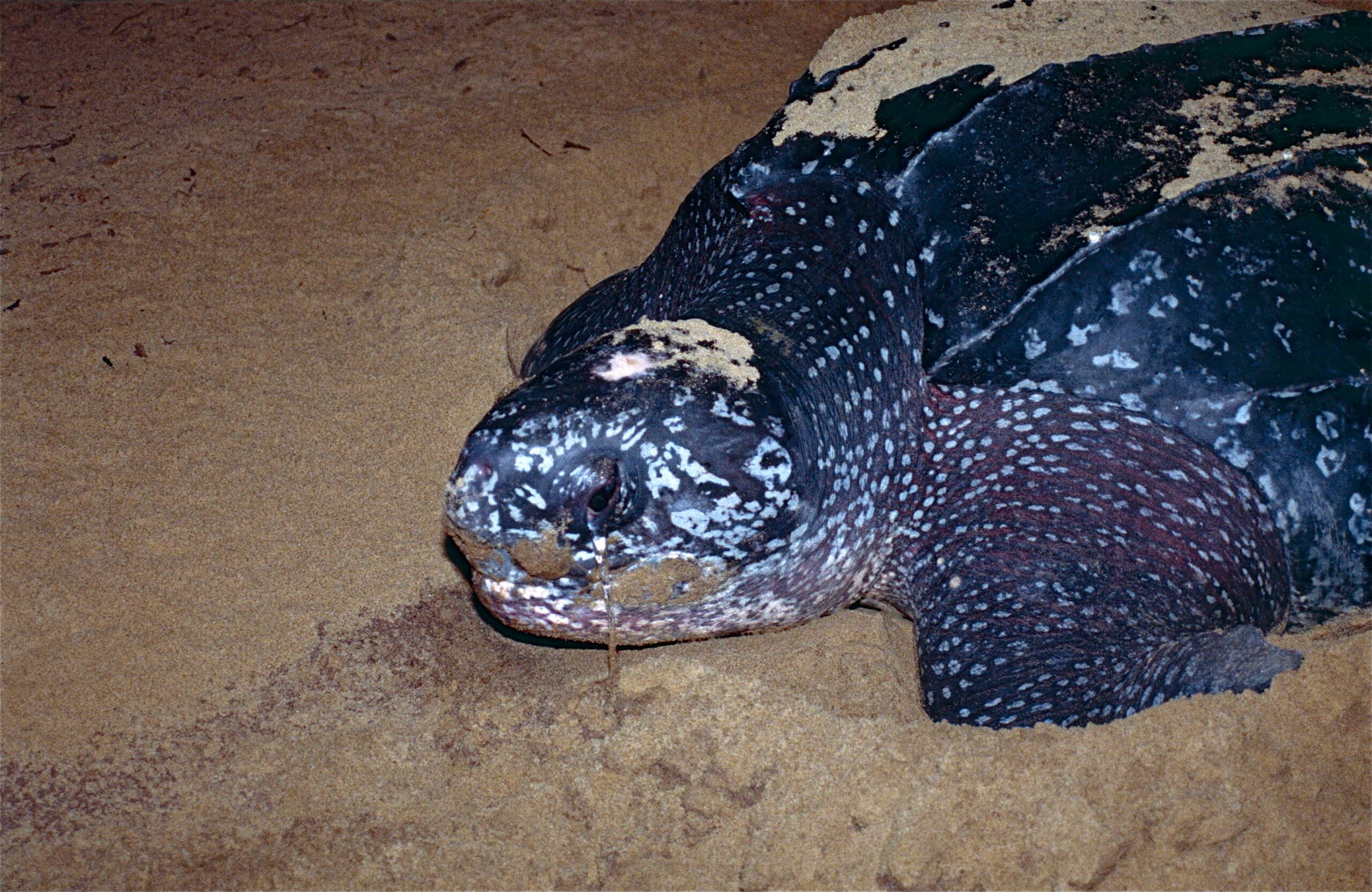 Leatherback Sea Turtle