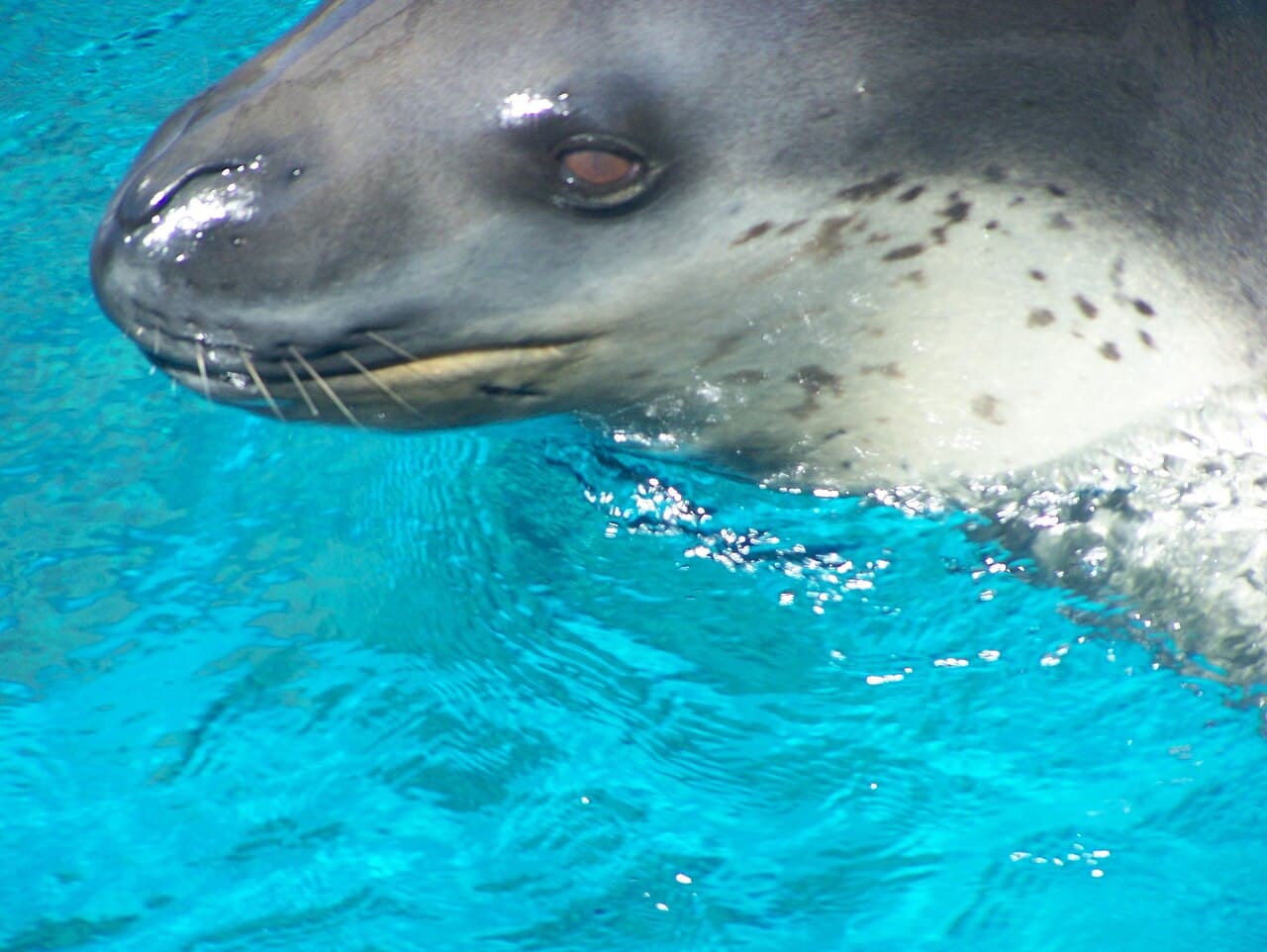 Leopard Seal