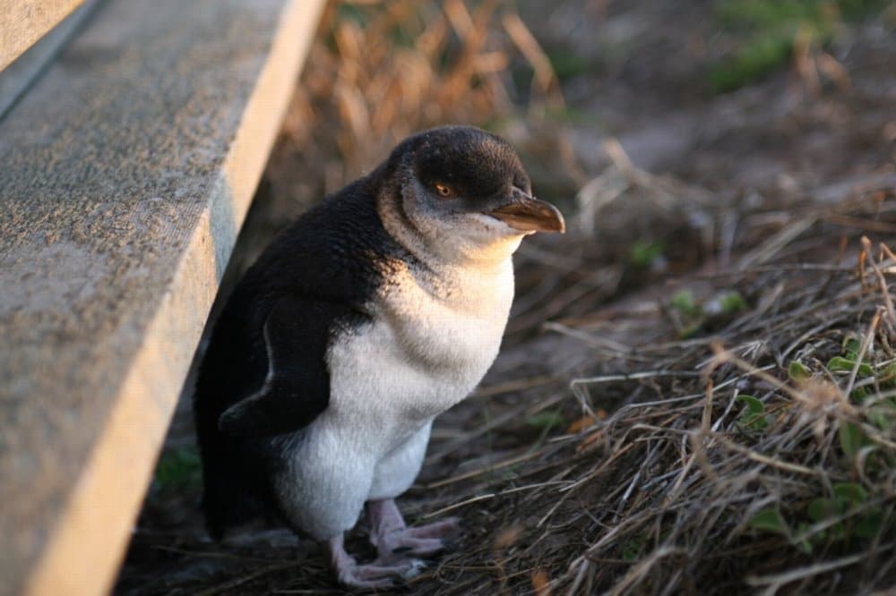 Little Penguin