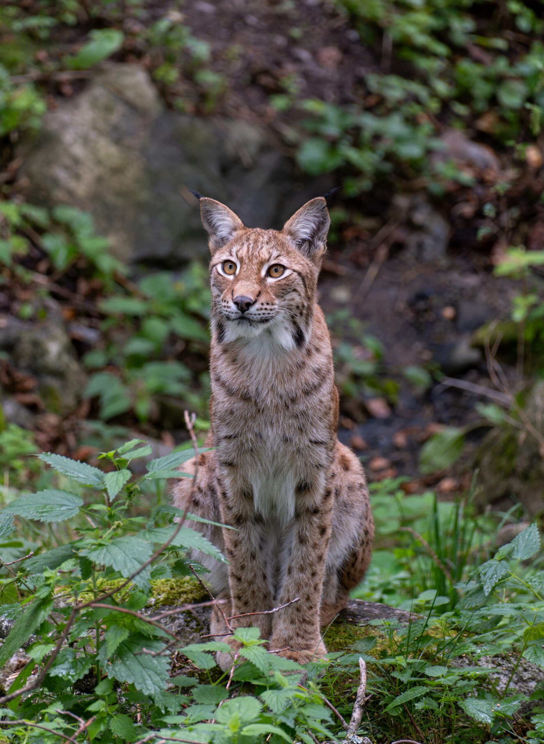 Lynx