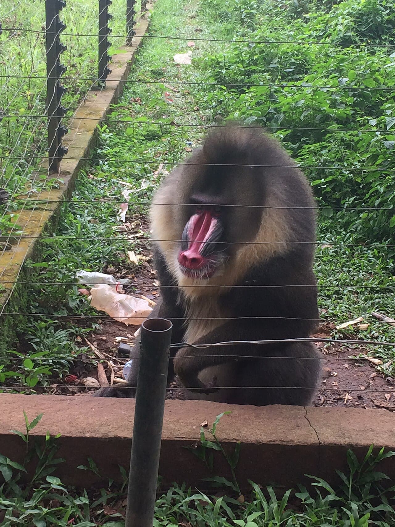 Mandrill