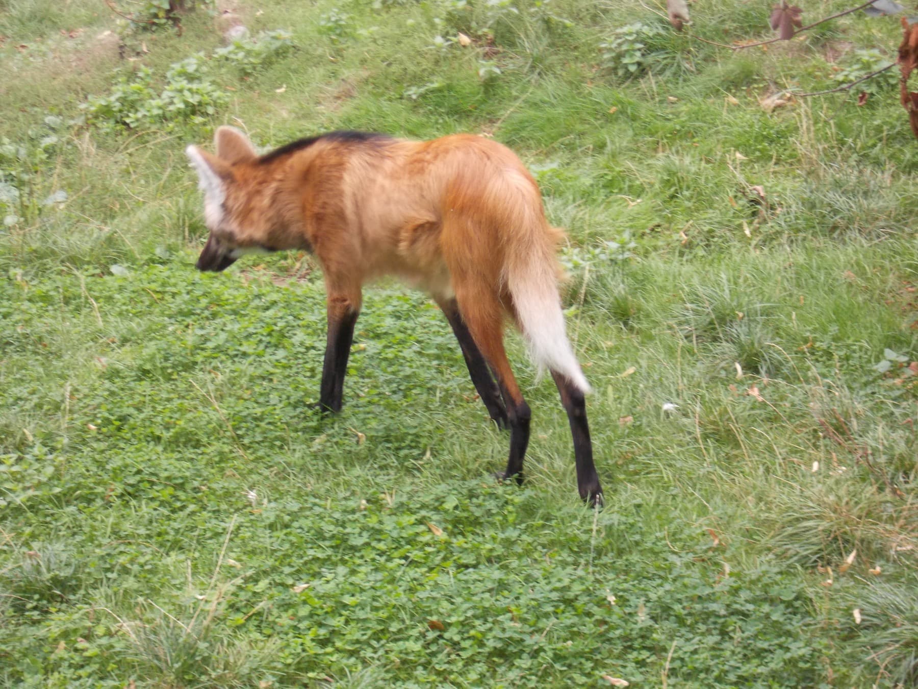 Maned Wolf