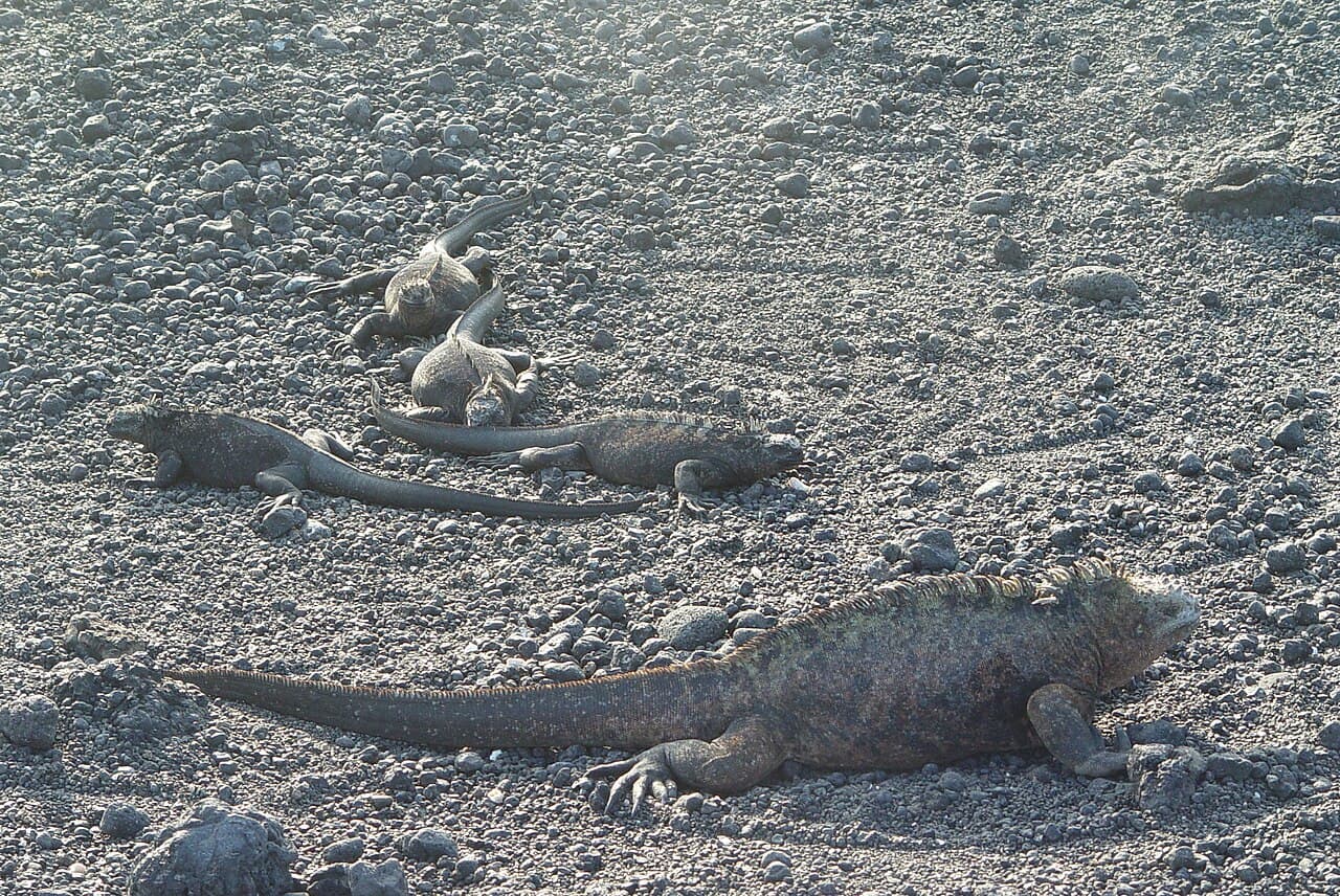 Marine Iguana