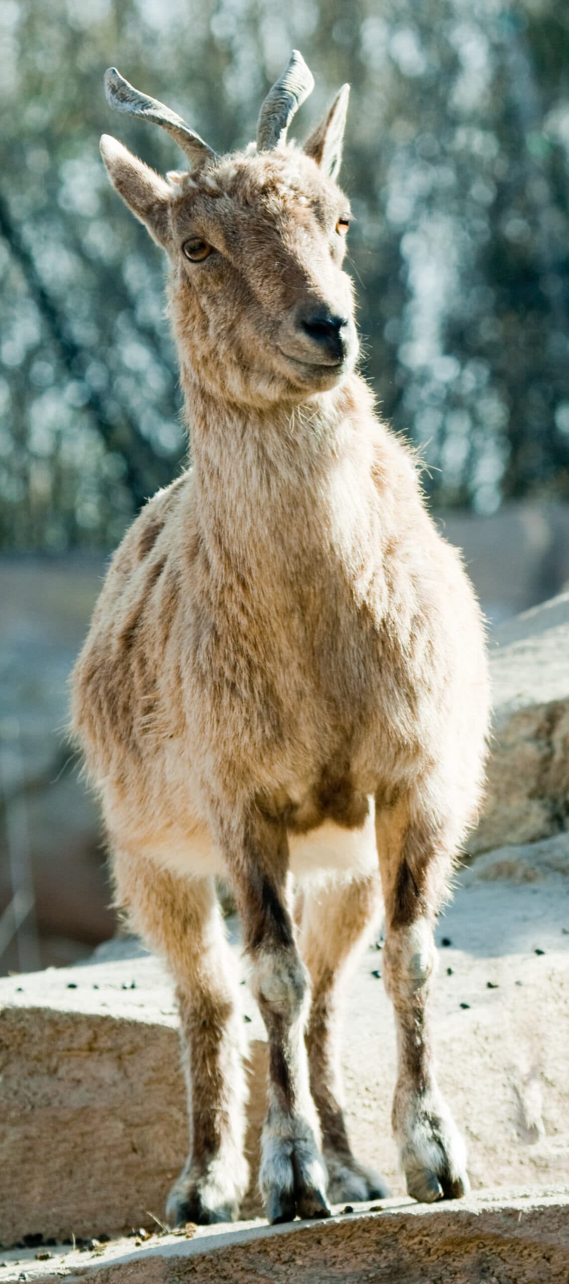 An adult male Markhor showing long spiral horns and a shaggy beard