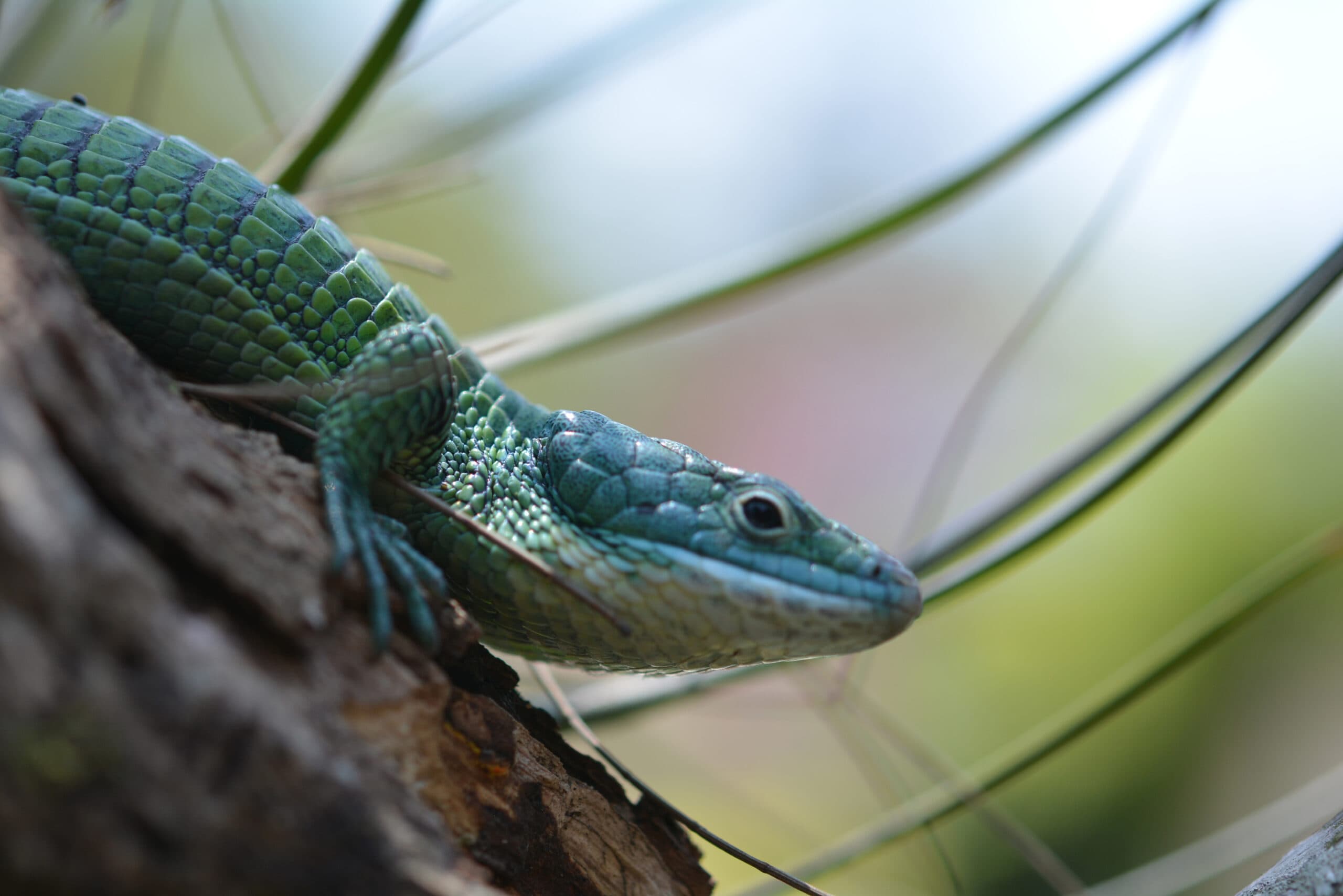 Mexican Alligator Lizard