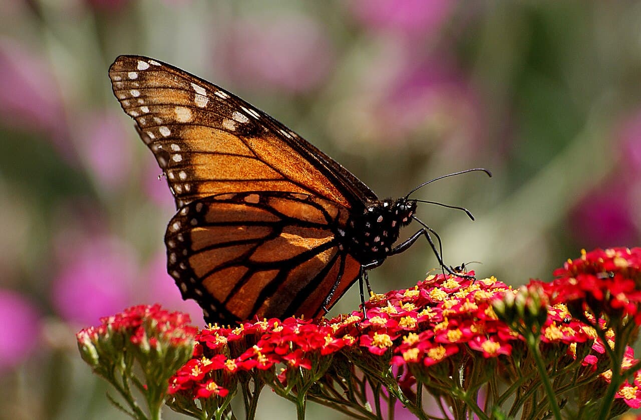 Monarch Butterfly
