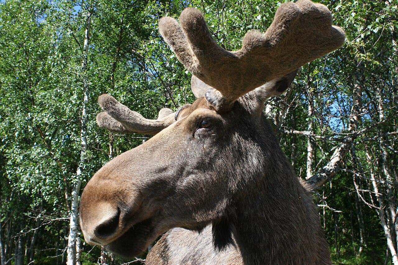 Moose