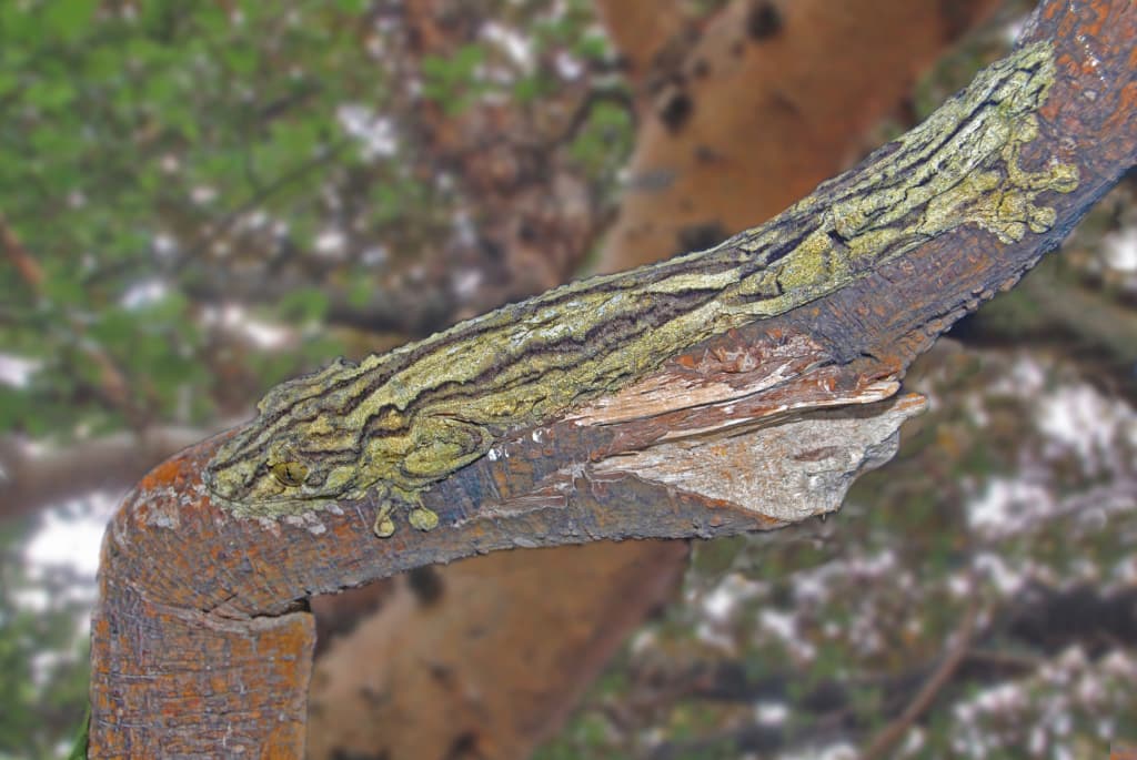 Mossy Leaf-Tailed Gecko