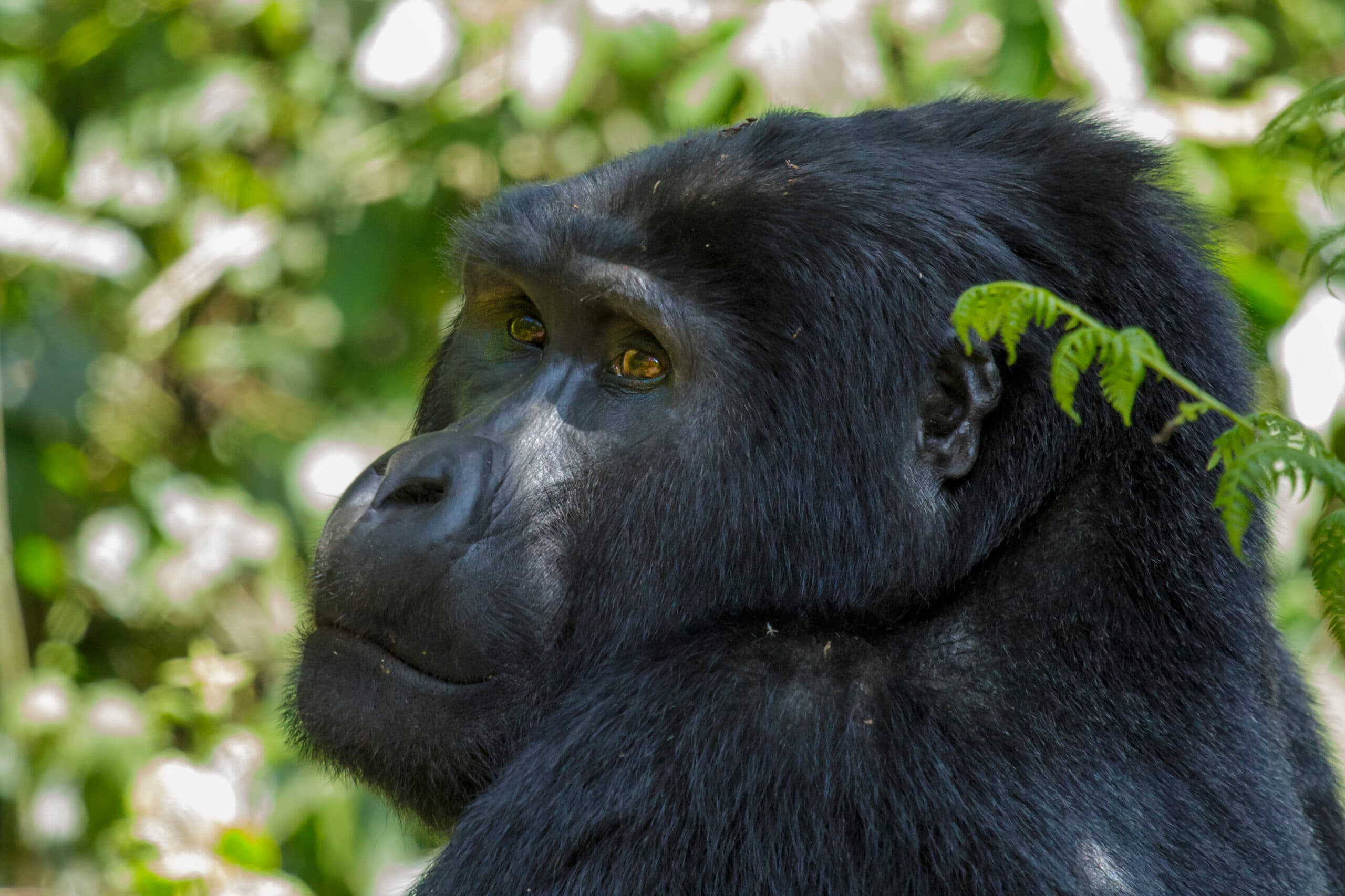 Mountain Gorilla