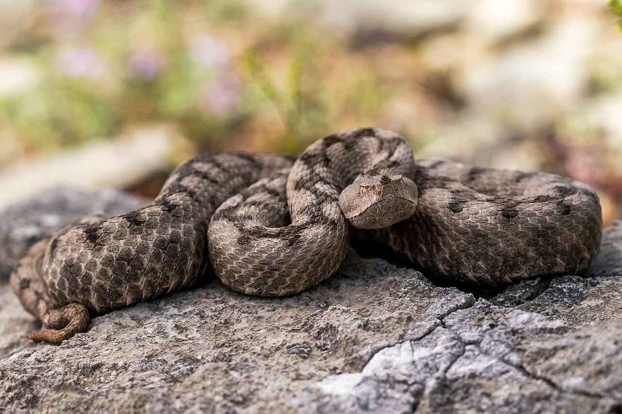 Nose-Horned Viper