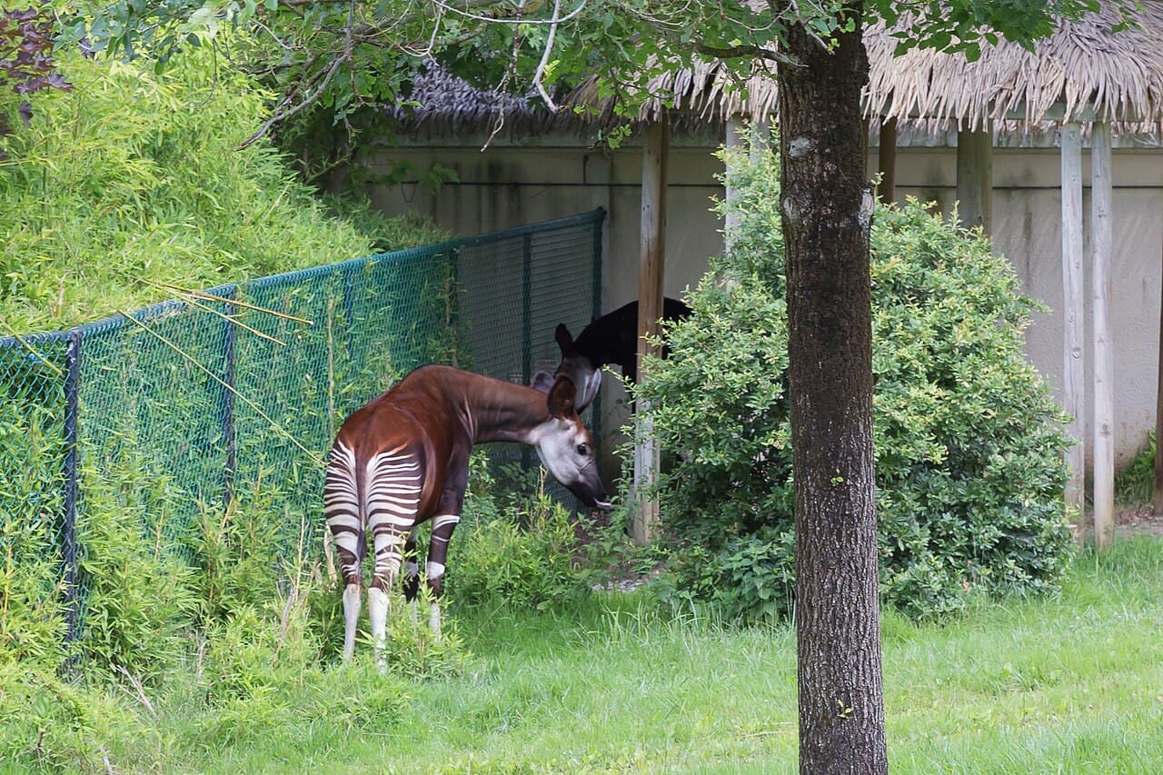 Okapi
