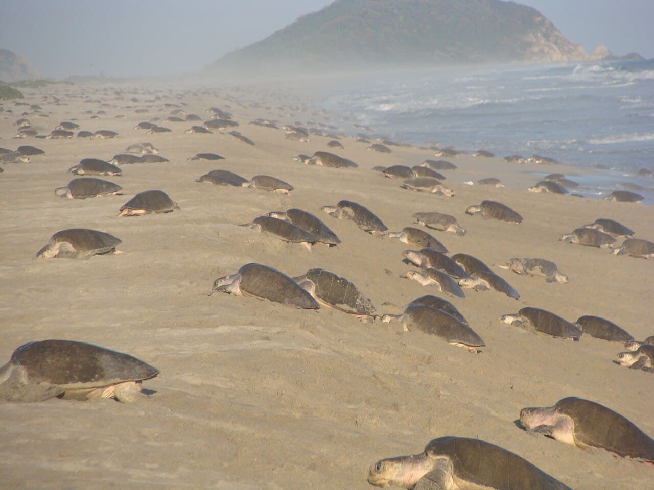 Olive Ridley Sea Turtle