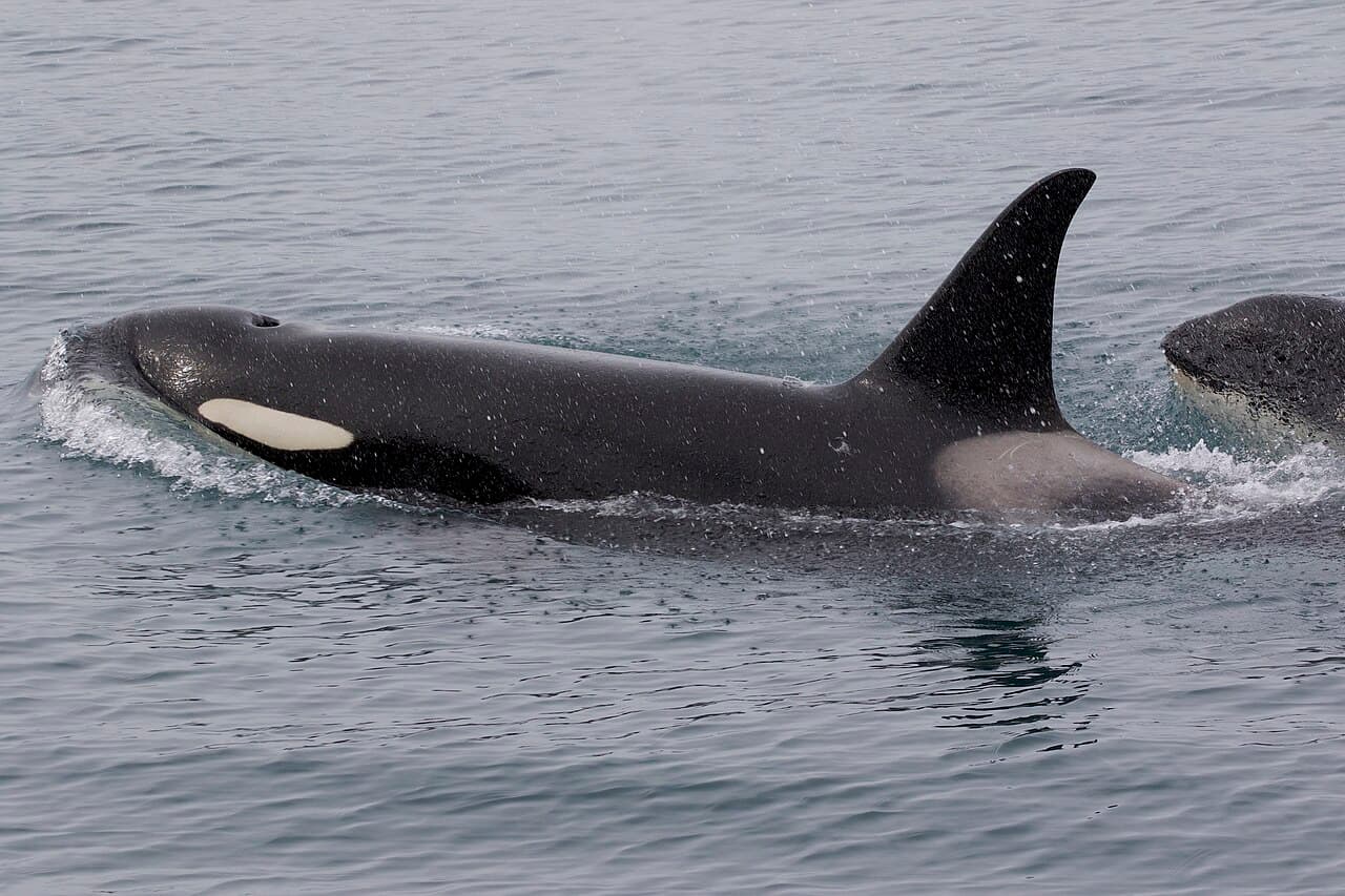 Orca (Killer Whale)