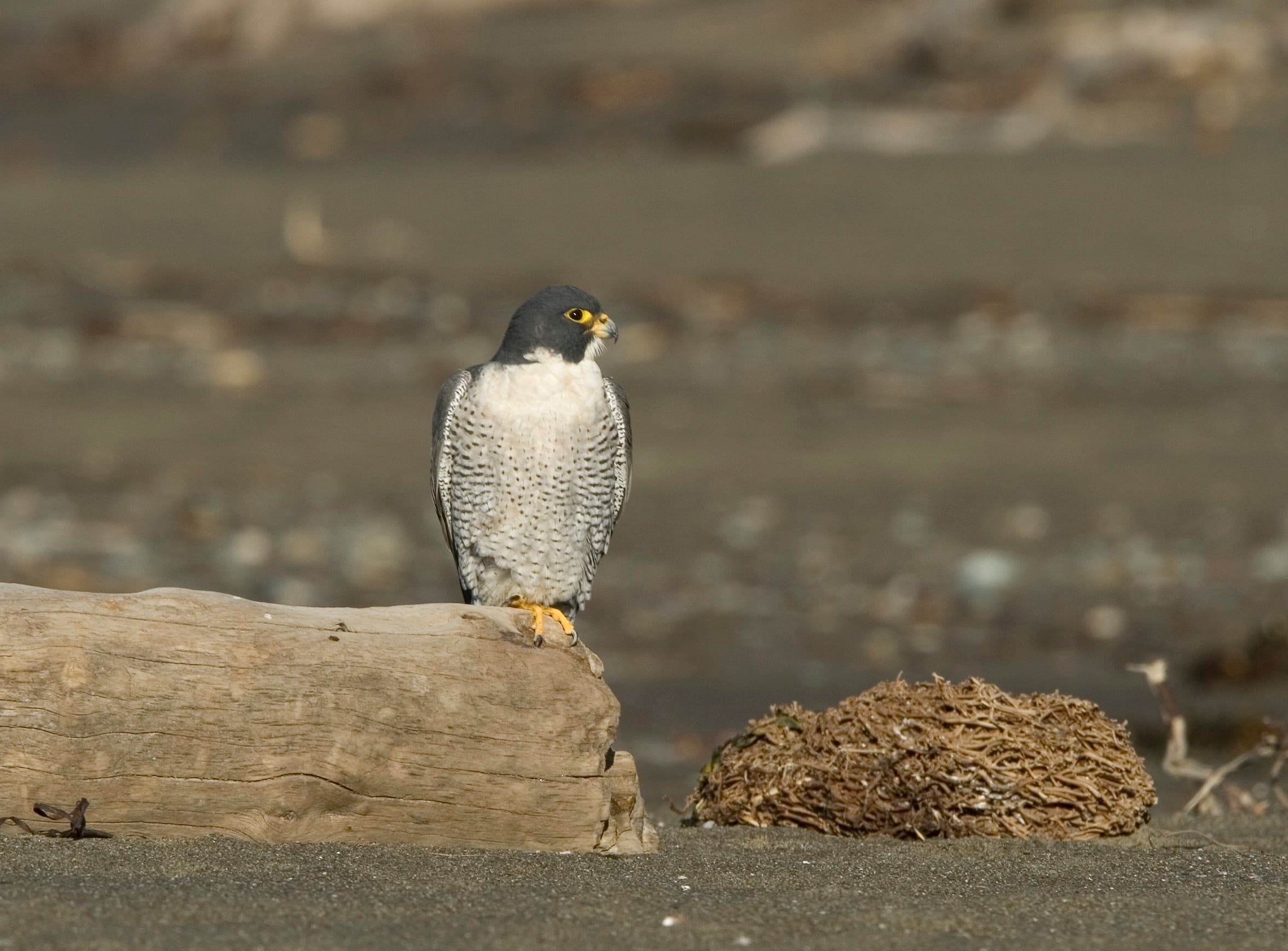 Peregrine Falcon