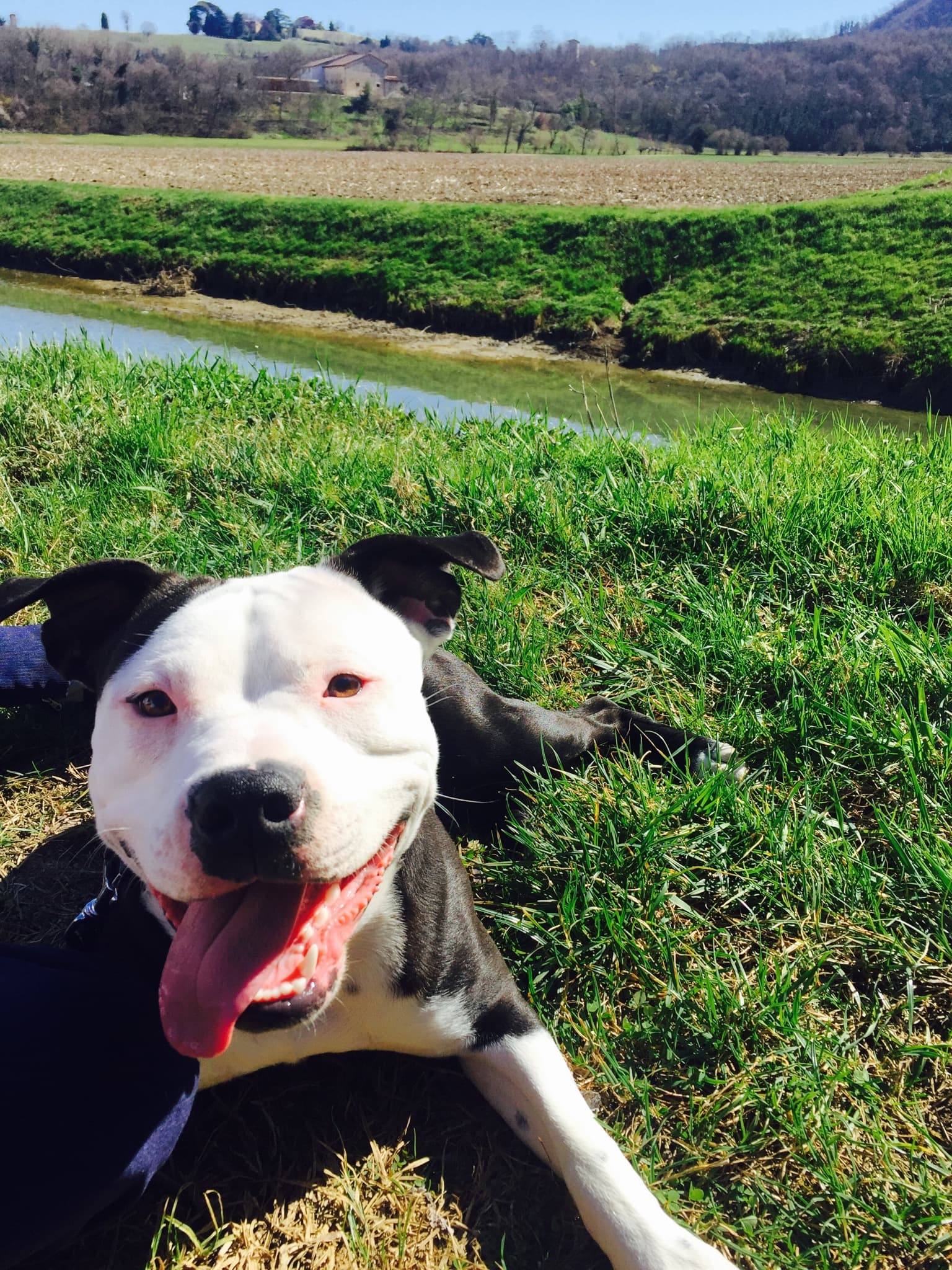 Pibble