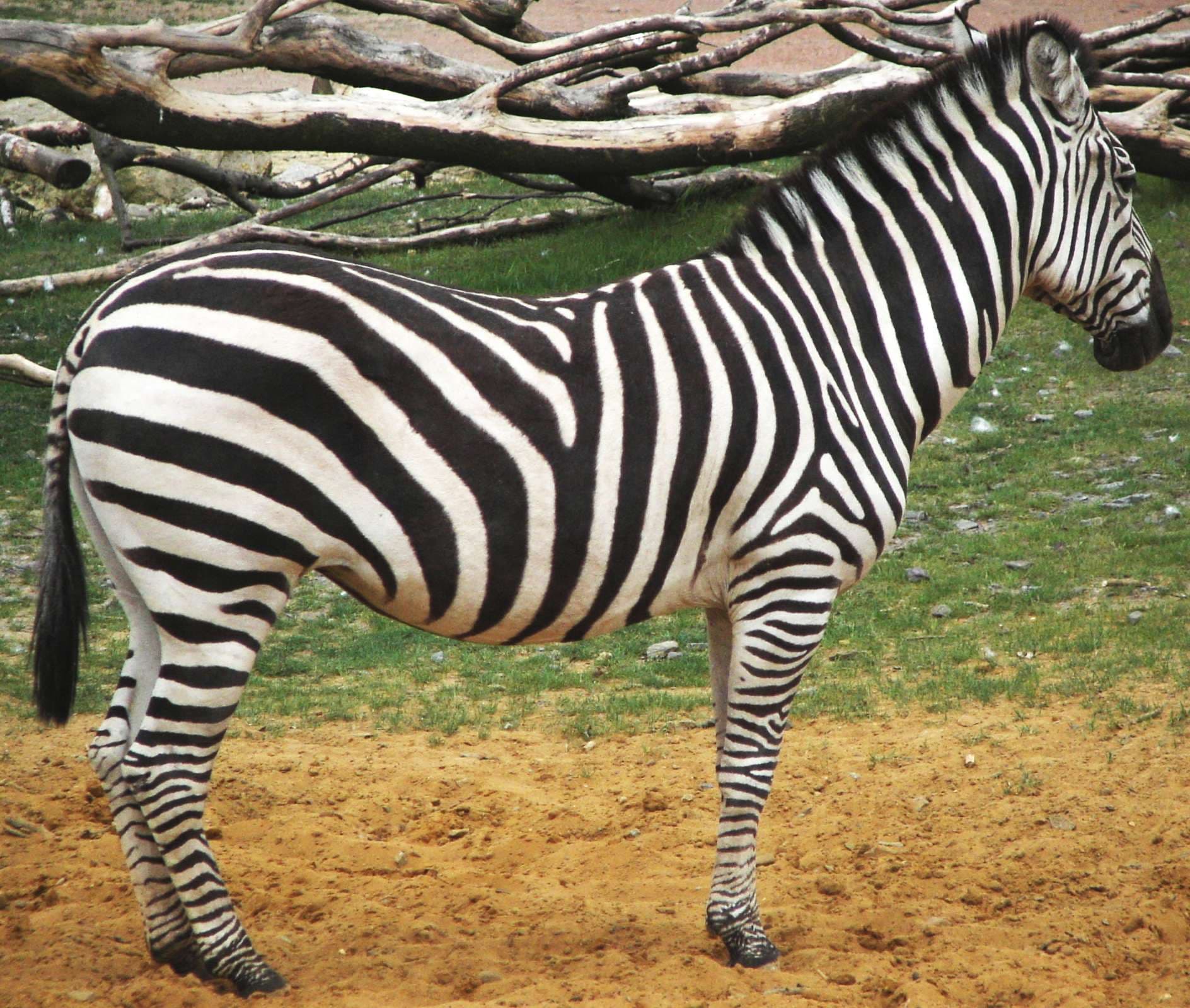 Plains Zebra