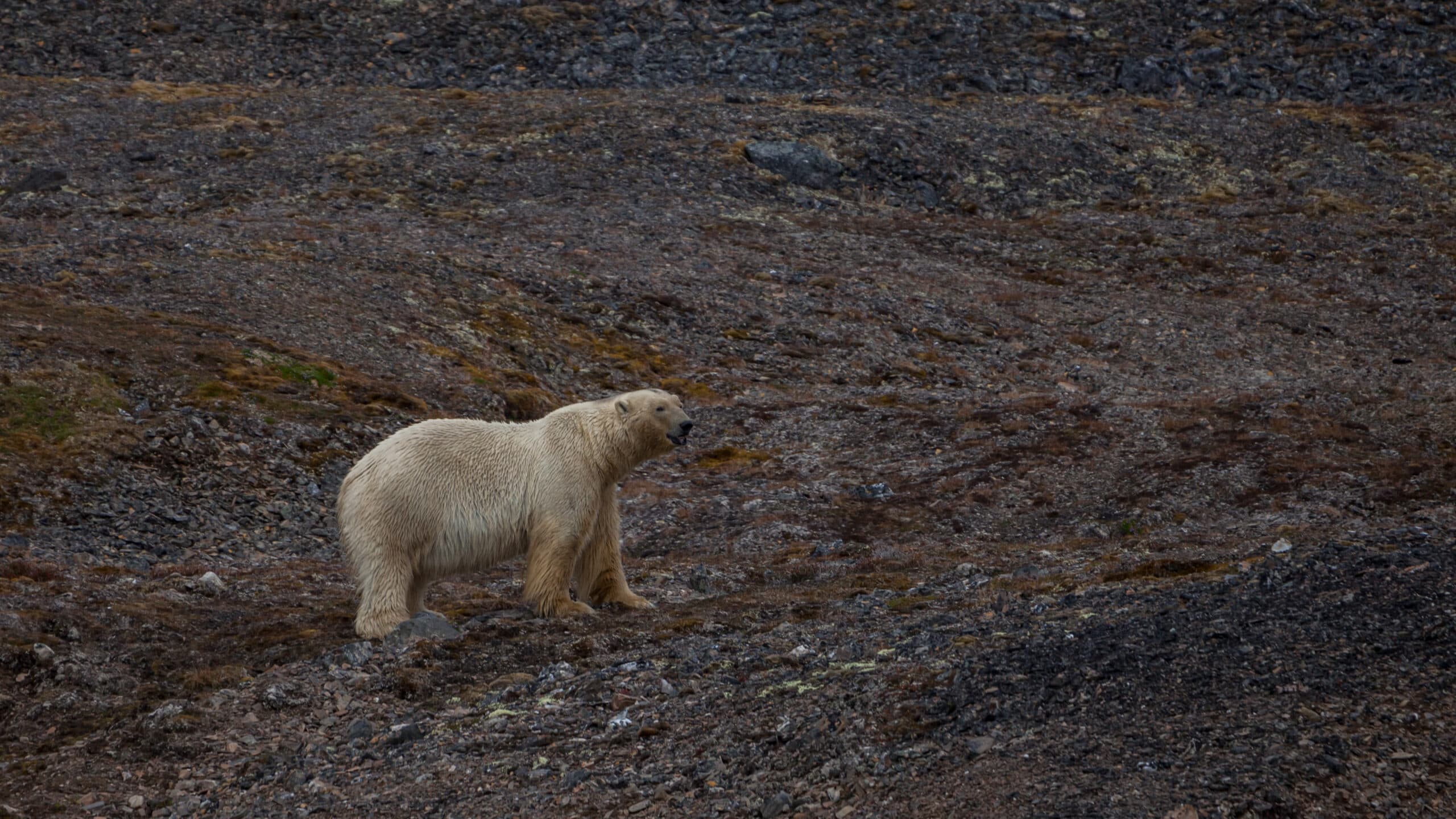 Polar Bear