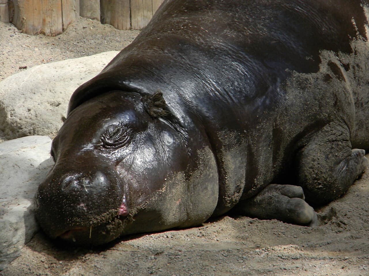 Pygmy Hippopotamus