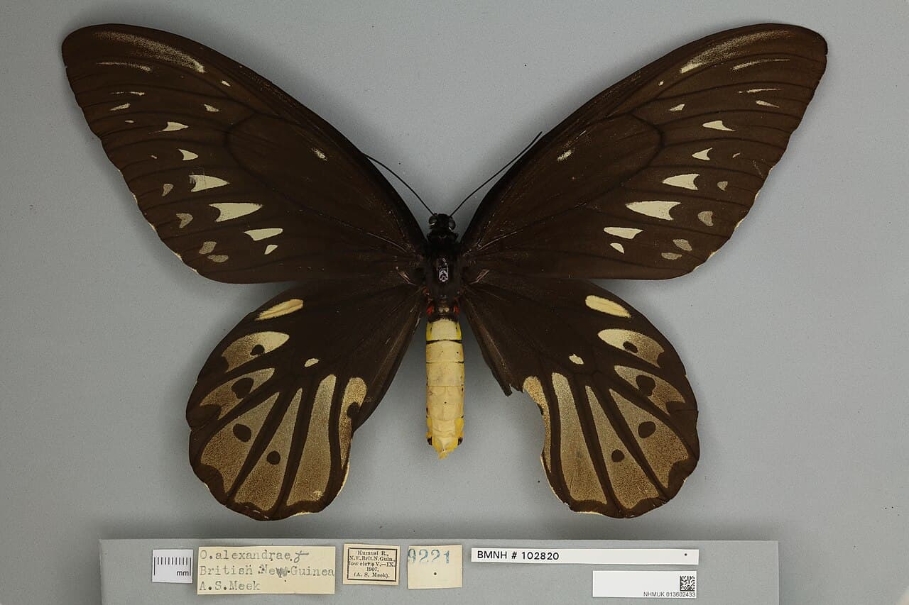 Queen Alexandra's Birdwing