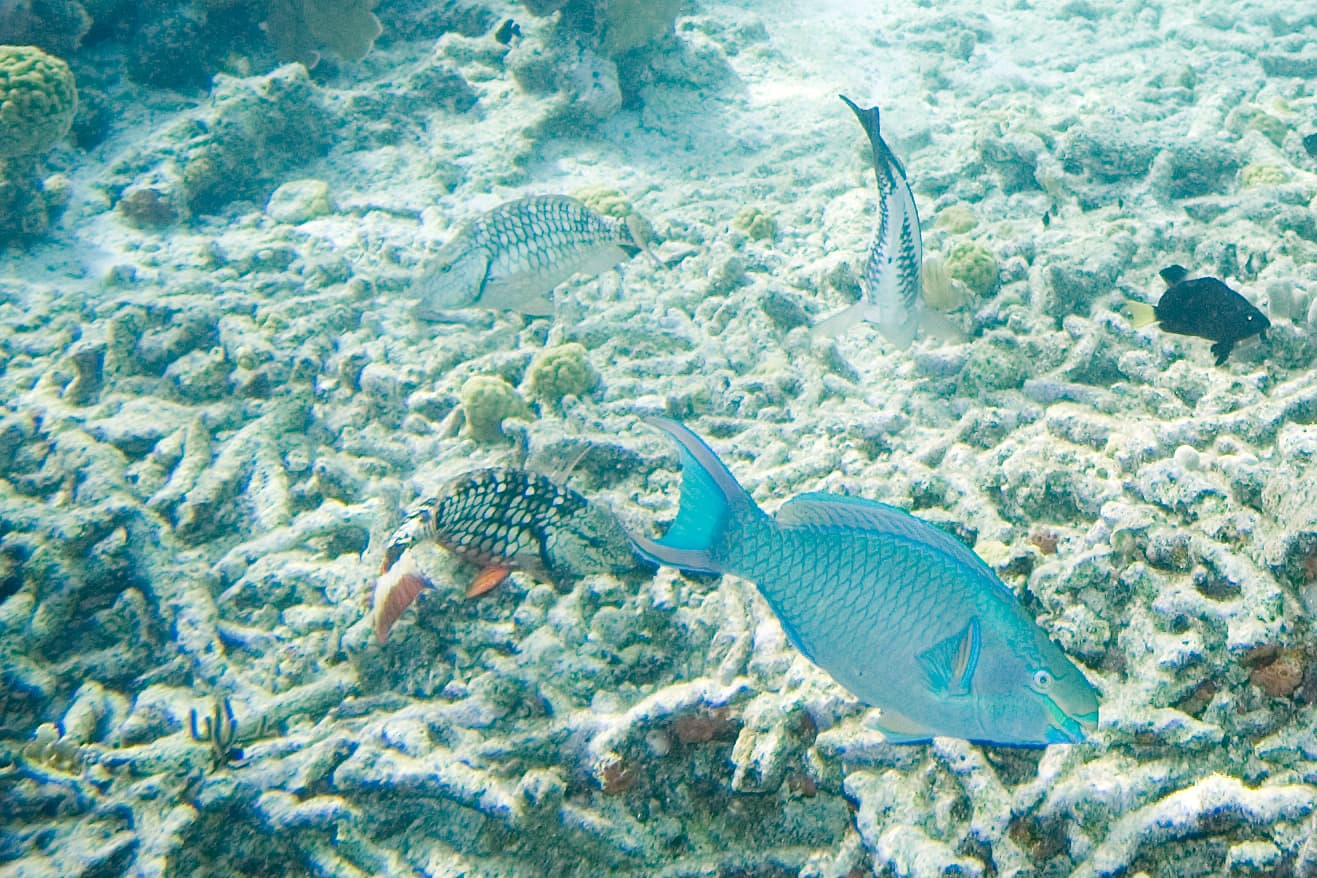 Queen Parrotfish