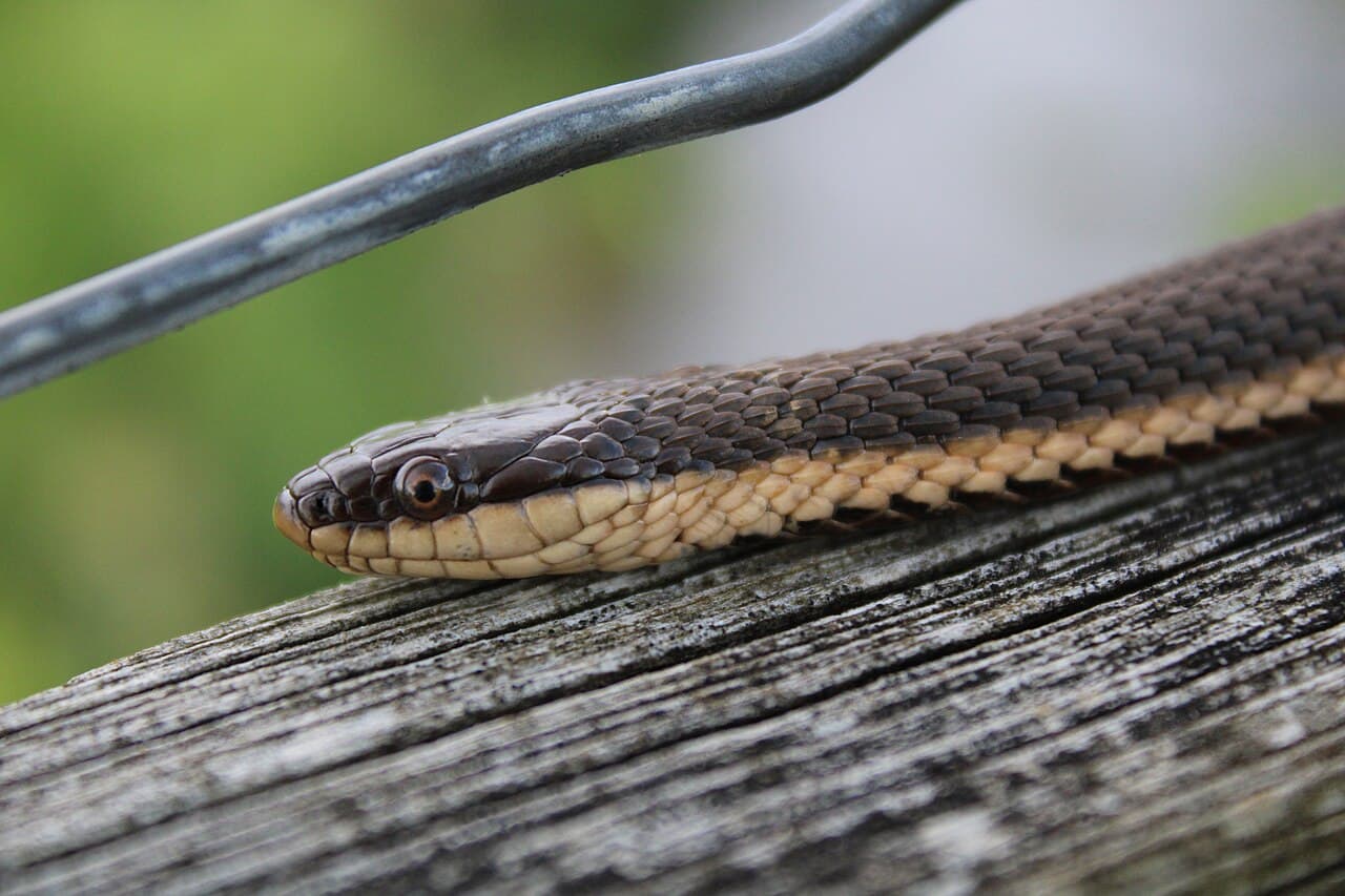Queen Snake