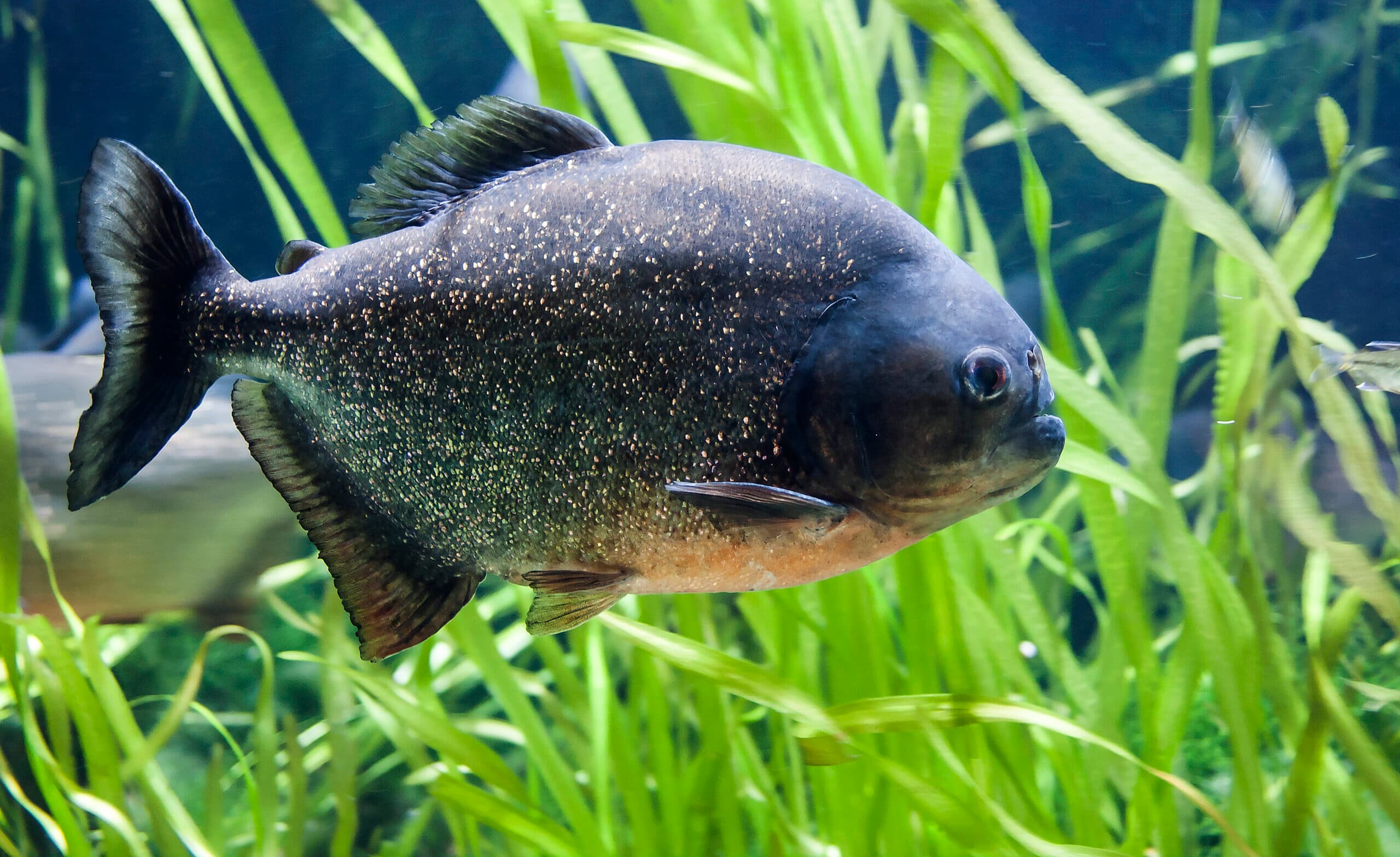 Red-bellied Piranha