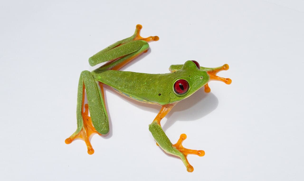 Red-Eyed Tree Frog
