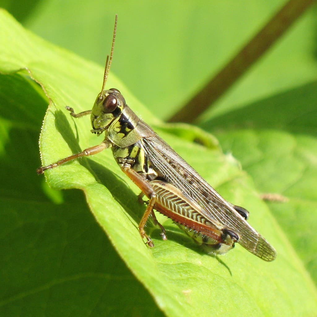 Red-legged Grasshopper