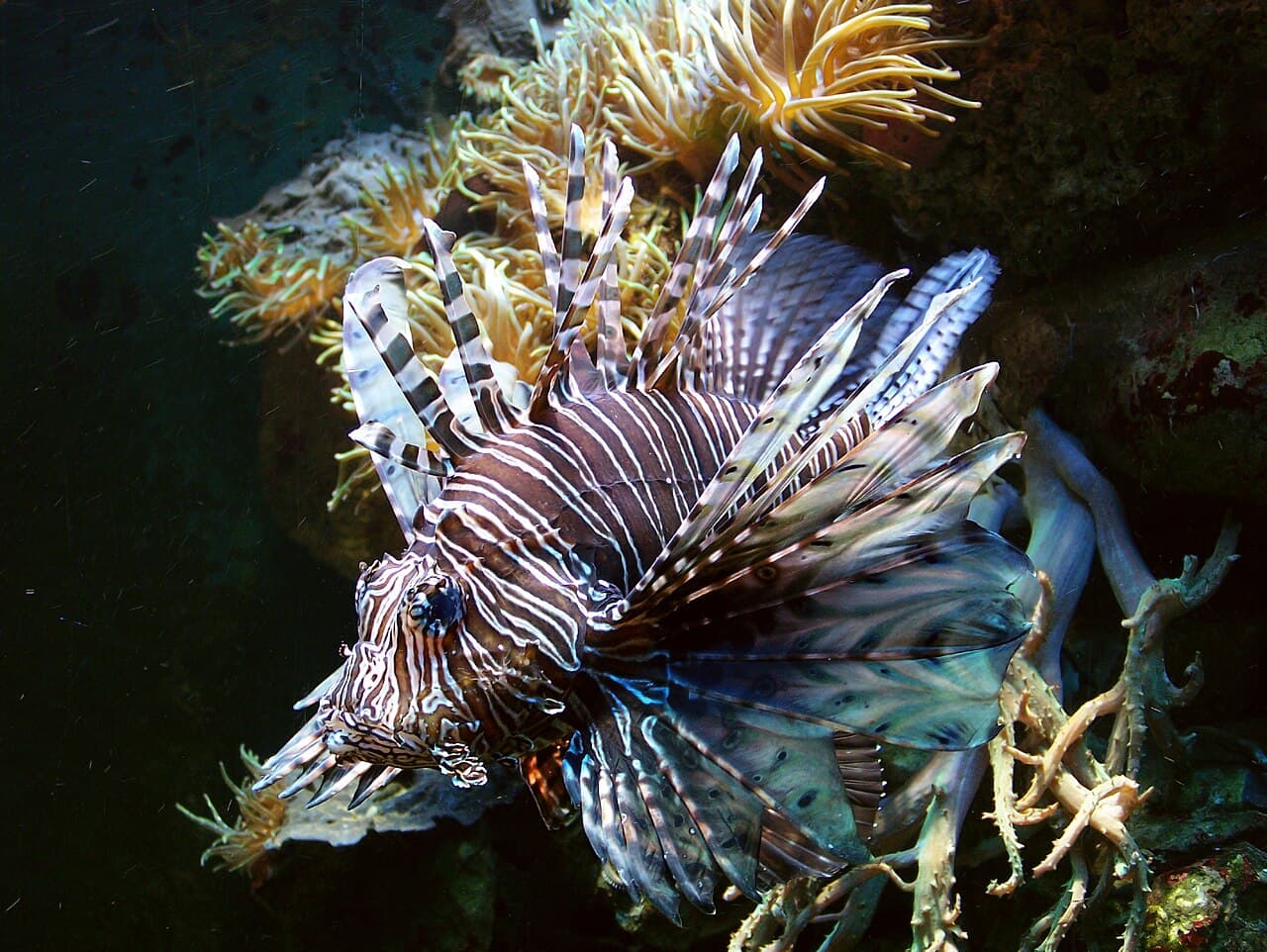 Red Lionfish
