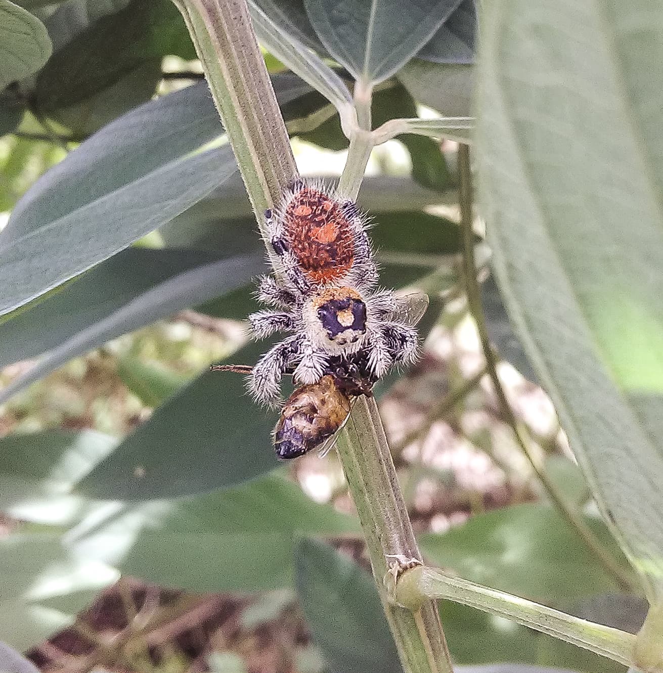 Regal Jumping Spider
